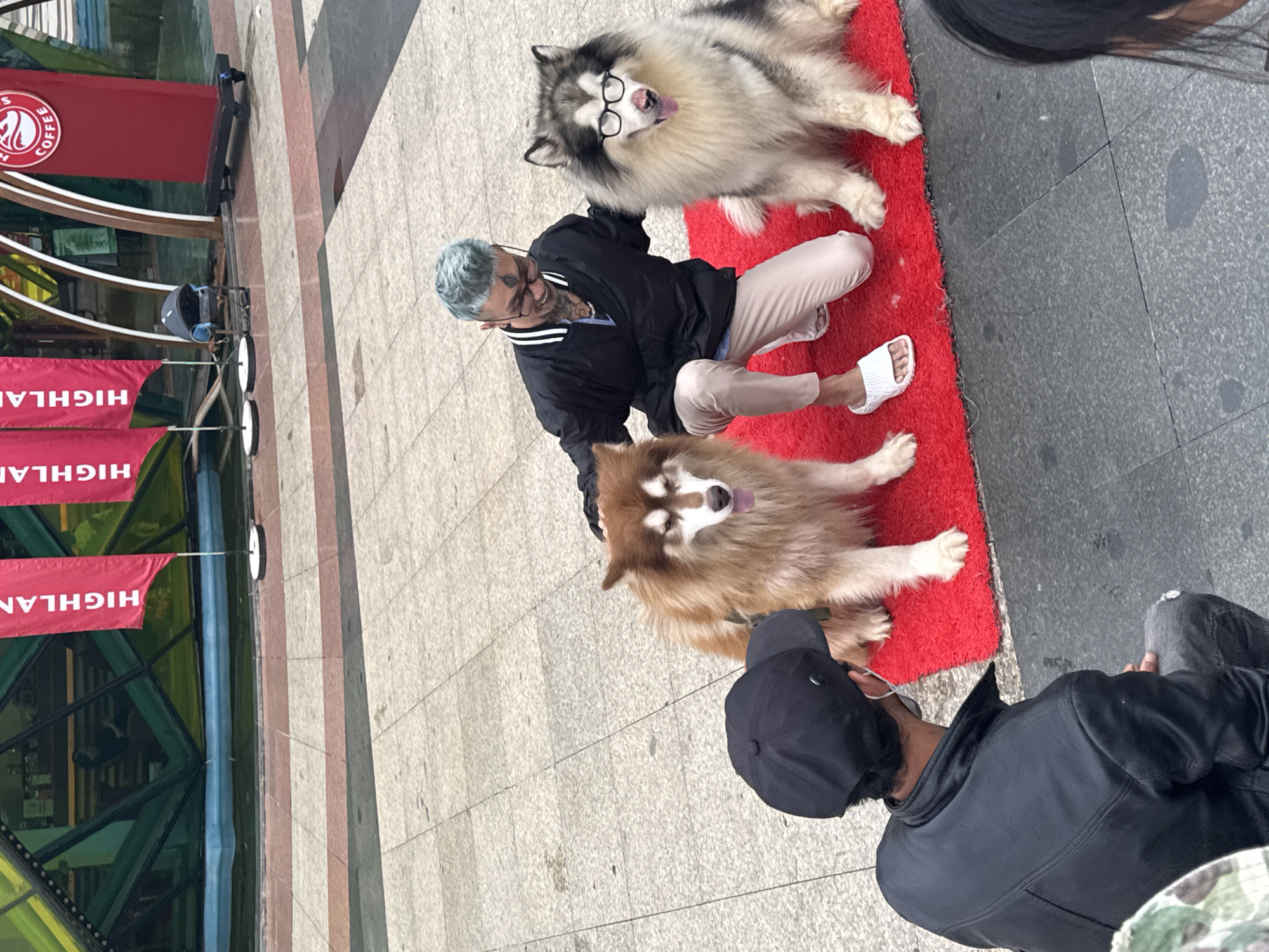 The image shows two men with two dogs in what appears to be a public square in Da Lat, Vietnam. One man with blue hair and glasses is kneeling on a red rug placed on the paving stones. He wears a black jacket, tan pants, and white sandals. Beside him are two dogs; one is wearing glasses. The other man, seen from behind, wears a black baseball cap and jacket and appears to be observing. Red banners with "HIGHLAND" printed on them in white are visible to the left of the image, along with other structures that suggest an outdoor café or commercial establishment. The ground is paved with light-colored stones interspersed with brown brick strips.