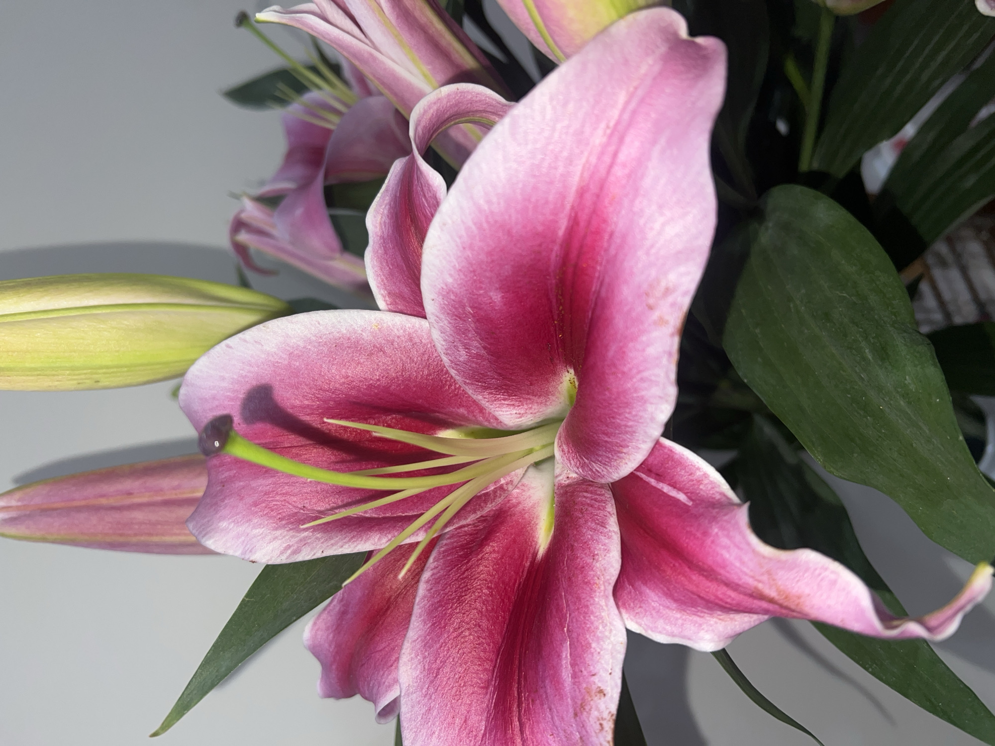 A close-up shot depicts a bouquet of pink lilies. The dominant flower is prominently displayed, exhibiting gradient petals that transition from white edges to deep pink centers. Multiple green leaves and several unfurled lily buds are visible in the background. The backdrop is a neutral gray, suggesting an indoor setting. The overall focus is on the flower's texture, color variations, and form.