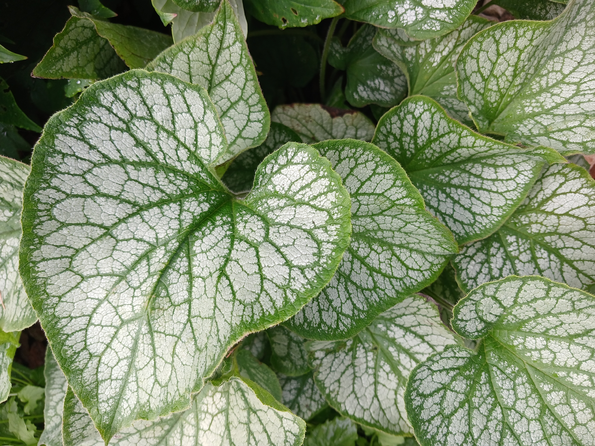 This is a close-up, overhead shot of several large, heart-shaped leaves of a plant, likely a Brunnera 'Jack Frost' due to its distinctive silvery-white variegation against a green background. The leaves are densely packed, overlapping each other. Each leaf displays a network of prominent green veins that create a lace-like pattern across a silvery-white surface. The edges of the leaves are slightly serrated and appear to be covered in fine hairs. Some leaves show small water droplets, suggesting recent rain or dew. The overall lighting is natural and diffused, consistent with an outdoor setting. The background is a darker blur of green foliage and soil, indicating the leaves are part of a ground cover or garden planting. There are no people, specific objects, or visible text in the image. The scene is one of botanical detail, focusing on the intricate patterns and textures of the plant's foliage, evoking a sense of natural beauty and perhaps a cool, damp garden environment in Aksin'ino, Russia.