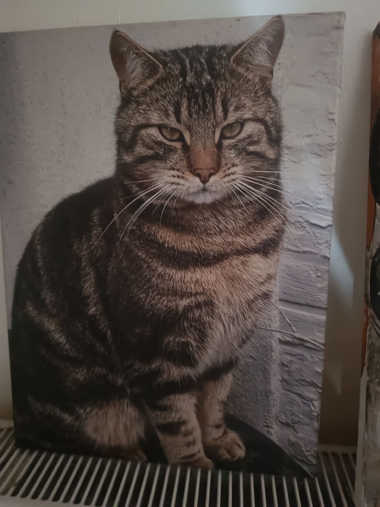 The image depicts a canvas print of a tabby cat. The cat is facing forward with a stern expression. The background of the print appears to be a textured, white wall. The canvas is resting on top of a white radiator. The image gives no evidence to determine that it is in Antwerp, Belgium.