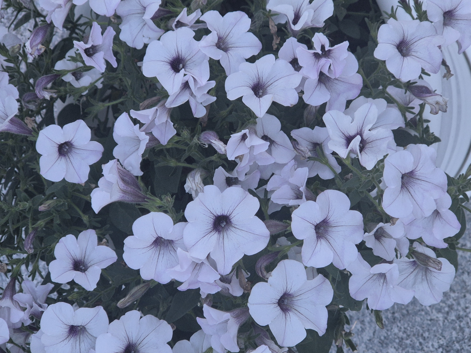 The image shows a close-up, overhead view of a dense cluster of light purple petunias with darker purple veins in their petals. The flowers are of various sizes and stages of bloom, with some fully open and others still in bud. The background is dark green foliage, and the lower right corner reveals a glimpse of a white pot. The lighting is soft and diffused, suggesting it may be overcast or late in the day. There are no people or animals present. This scene is likely located in a garden or a planter in an urban setting. The prompt requests specific details about the location in Kokshetau, Kazakhstan, but there are no visual cues in the image that would allow for this level of localization.