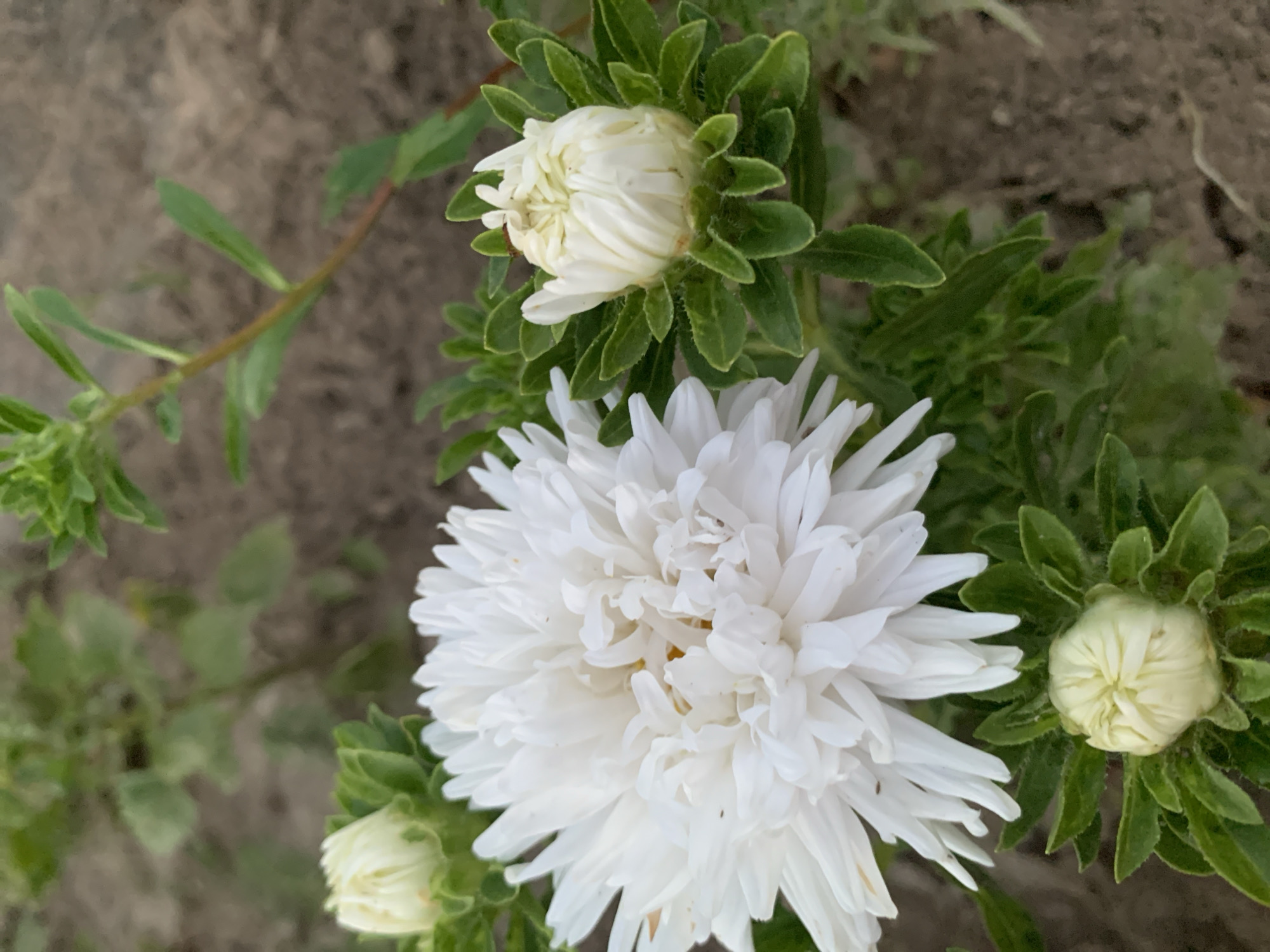This image depicts a close-up view of white aster flowers with several buds. The flowers and buds are surrounded by green foliage and are set against a background of soil, suggesting an outdoor garden setting. The image is shot from a slightly elevated angle, focusing on the floral subjects. There are no people or animals visible. The general environment appears to be a cultivated area, possibly a park or a personal garden, within the city of Kapyĺ, Belarus, given the prompt's context.