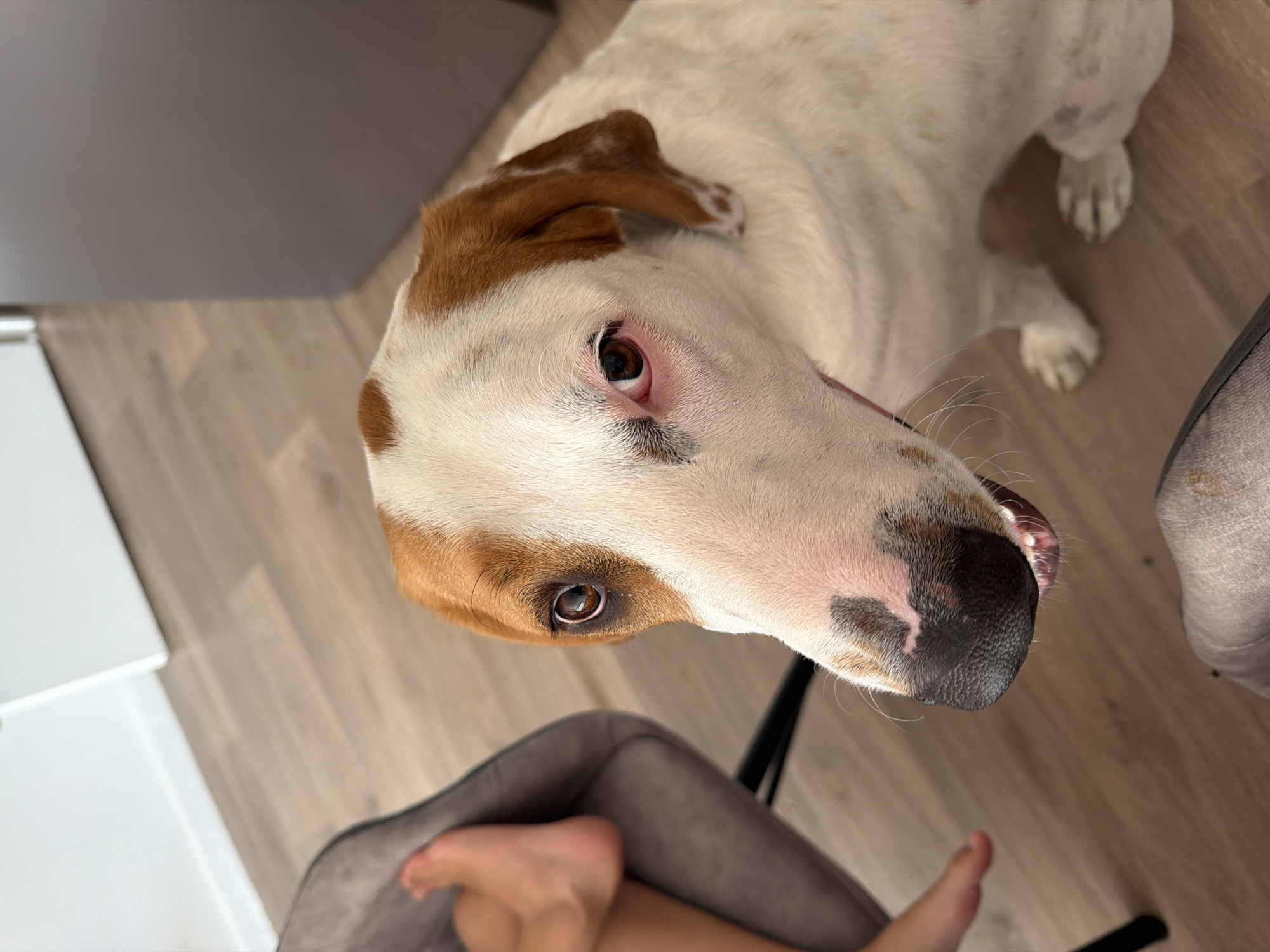A close-up, high-angle shot captures a dog's face and upper body, seated on a wooden floor. The dog, predominantly white with tan markings on its head and ears, has dark brown eyes, one of which appears slightly red. Its nose is black with white and pink patches. To the left of the dog, a portion of a person's bare foot and lower leg, clad in grey fabric, is visible. The background features a light-colored wall and a sliver of a gray appliance, suggesting an indoor setting. The scene is located in the city of Publier, France.