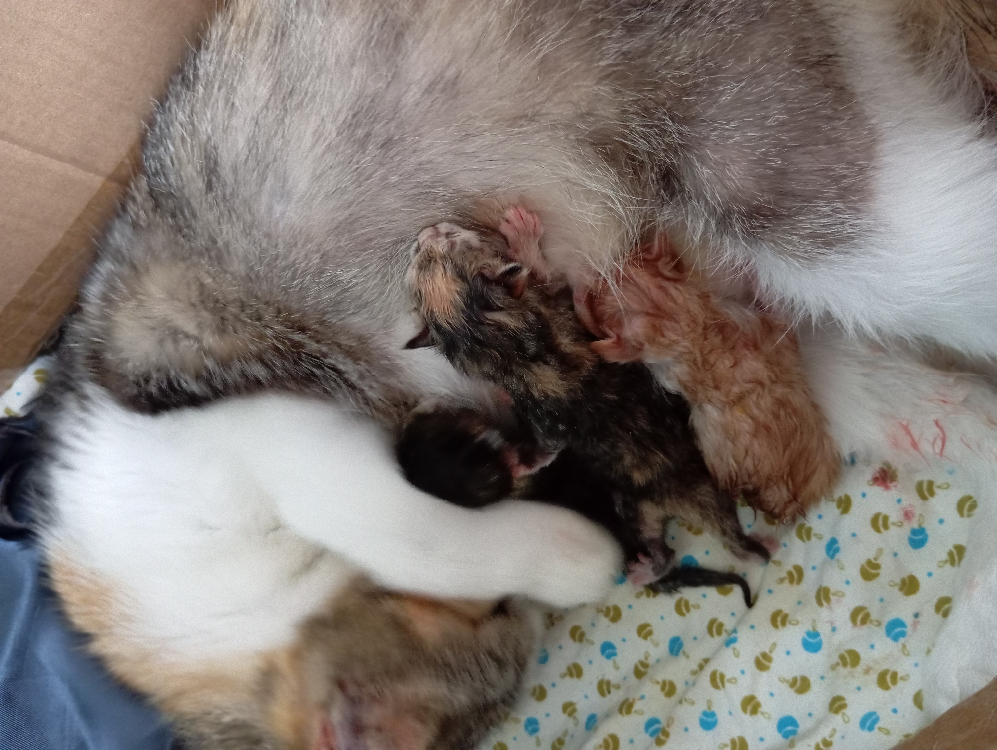 The image shows a calico mother cat nestled with three very young kittens in a cardboard box. The mother cat is lying on her side, partially curled around the kittens, providing warmth and comfort. One kitten, with a dark tabby pattern, is visible nestled close to her body. Another kitten, also dark with tabby markings, is positioned slightly further out. A third kitten, lighter in color with patches of ginger and black, is nestled in front of the mother. The kittens appear to be very newborn, with closed eyes and delicate features. The mother cat's fur is a mix of white, black, orange, and grey, typical of a calico. The kittens' fur also exhibits dark tabby and calico patterns. The background consists of the brown cardboard box and a light-colored cloth with a repeating pattern of small, stylized designs in green and blue. The scene conveys a sense of maternal care and the vulnerability of newborn animals. The location of this scene is not ascertainable from the image itself.