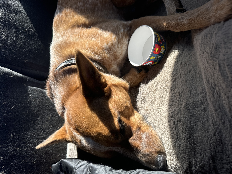 An Australian Cattle Dog type canine, predominantly reddish-brown with lighter speckling, is depicted sleeping or resting. The dog wears a dark, patterned collar. It is positioned on a light brown, textured blanket, with a dark, possibly upholstered, surface visible in the background. Adjacent to the dog's right front paw is an empty, small, white paper cup featuring cartoon illustrations of a red fire hydrant, a yellow construction helmet, a red rooster in a cowboy hat, and the text 'DIG LIFE' and 'BONE-APPETIT'. Direct sunlight illuminates the scene from the upper left, casting defined shadows across the dog and blanket. The environment is an interior space, likely a vehicle or domestic setting, situated within Rancho Cordova, United States.