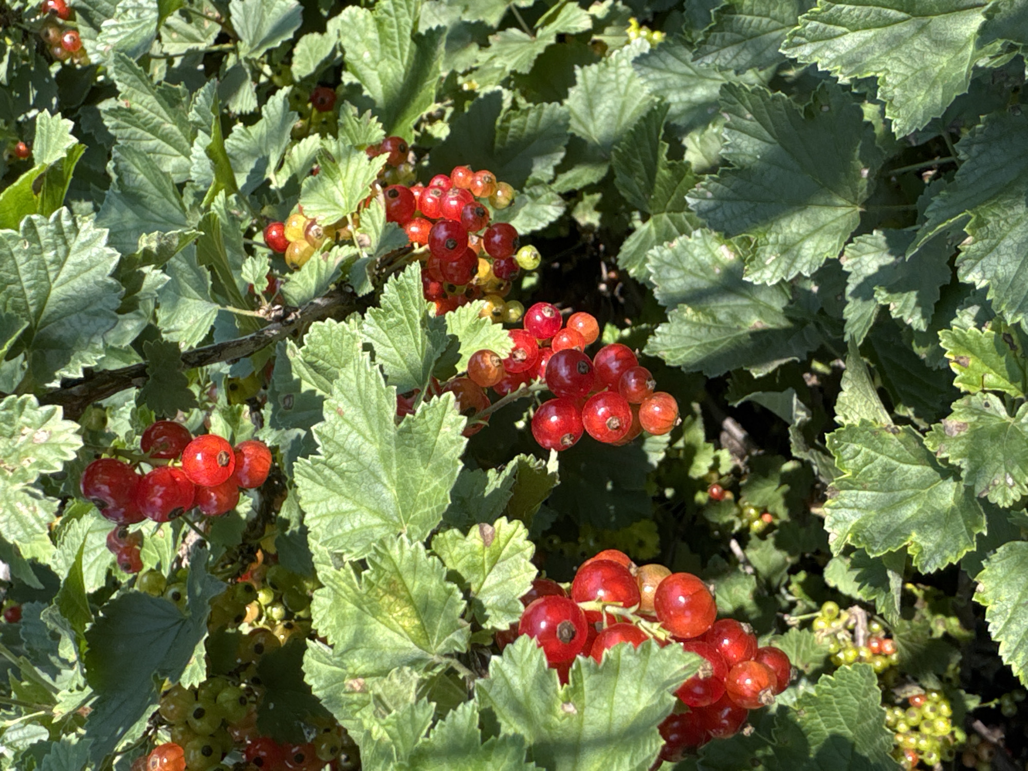 The image shows a close-up of a red currant bush with ripe red berries and green leaves. The berries are clustered on stems and appear to be in various stages of ripeness, with some still green and others a deep red. The leaves are large and serrated, with some showing signs of minor blemishes or discoloration. Sunlight filters through the foliage, creating highlights and shadows. The background is a blur of green and brown, suggesting more of the plant or a natural setting. The image does not contain any people, objects, or actions to describe. The provided location of Urazovo, Russia, is noted but not visually evident in the image itself.