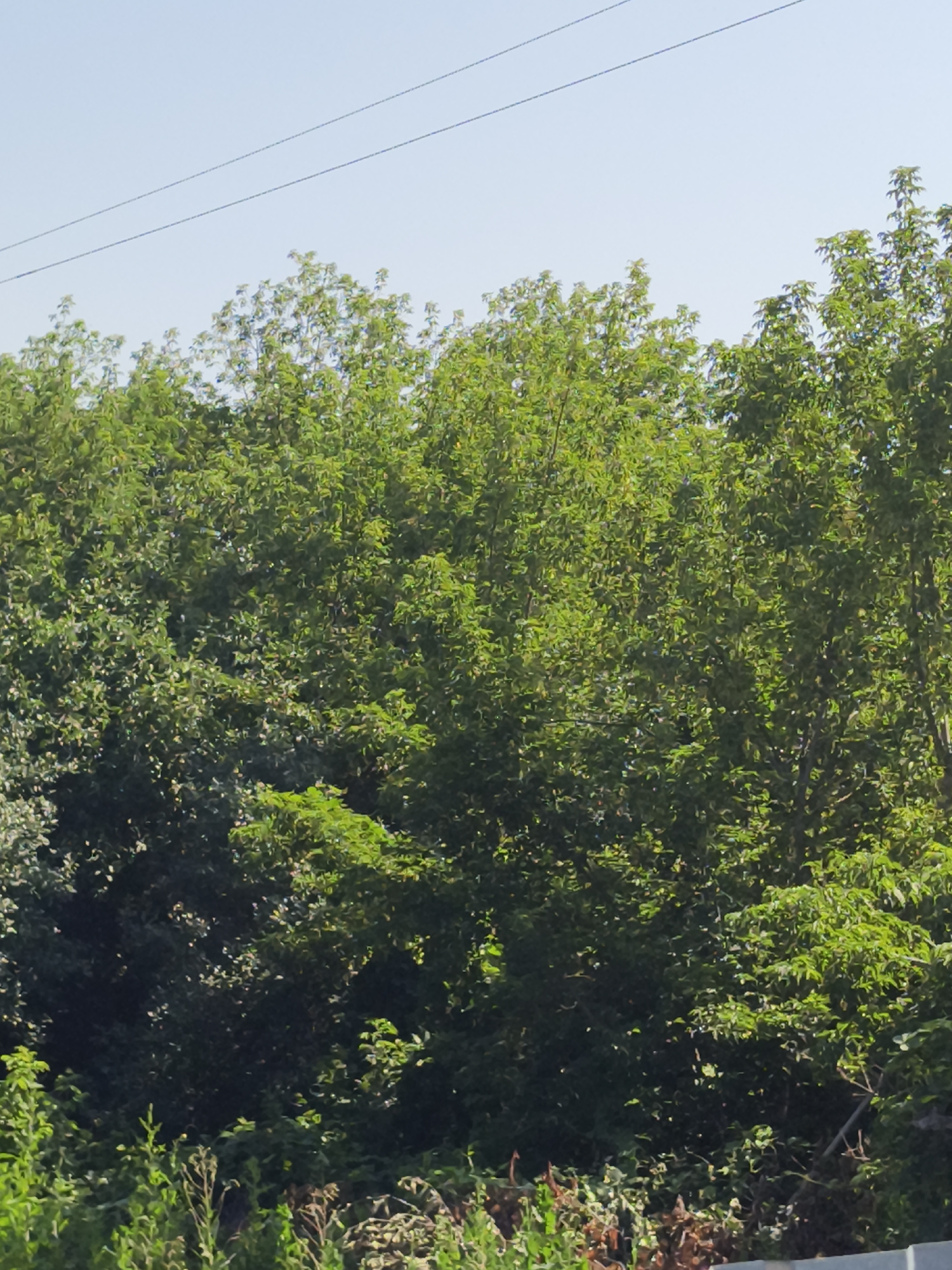 The image depicts a bright, clear sky with two parallel dark lines, likely power lines, stretching across the upper portion of the frame. Below the sky, a dense canopy of lush green trees fills the majority of the image. The foliage is varied, with some trees appearing lighter and more vibrant green, suggesting newer growth or a different species, while others are a deeper, darker green. The trees are closely packed, forming an unbroken wall of vegetation. In the lower foreground, a tangle of various plants and grasses can be seen, some of which are green and leafy, while others appear dry and brown, hinting at a natural, unmanicured environment. The overall impression is of a sunny day in a verdant, outdoor setting, possibly a park, forest edge, or a natural area within or on the outskirts of Sursk, Russia. There are no people or animals visible in the image.