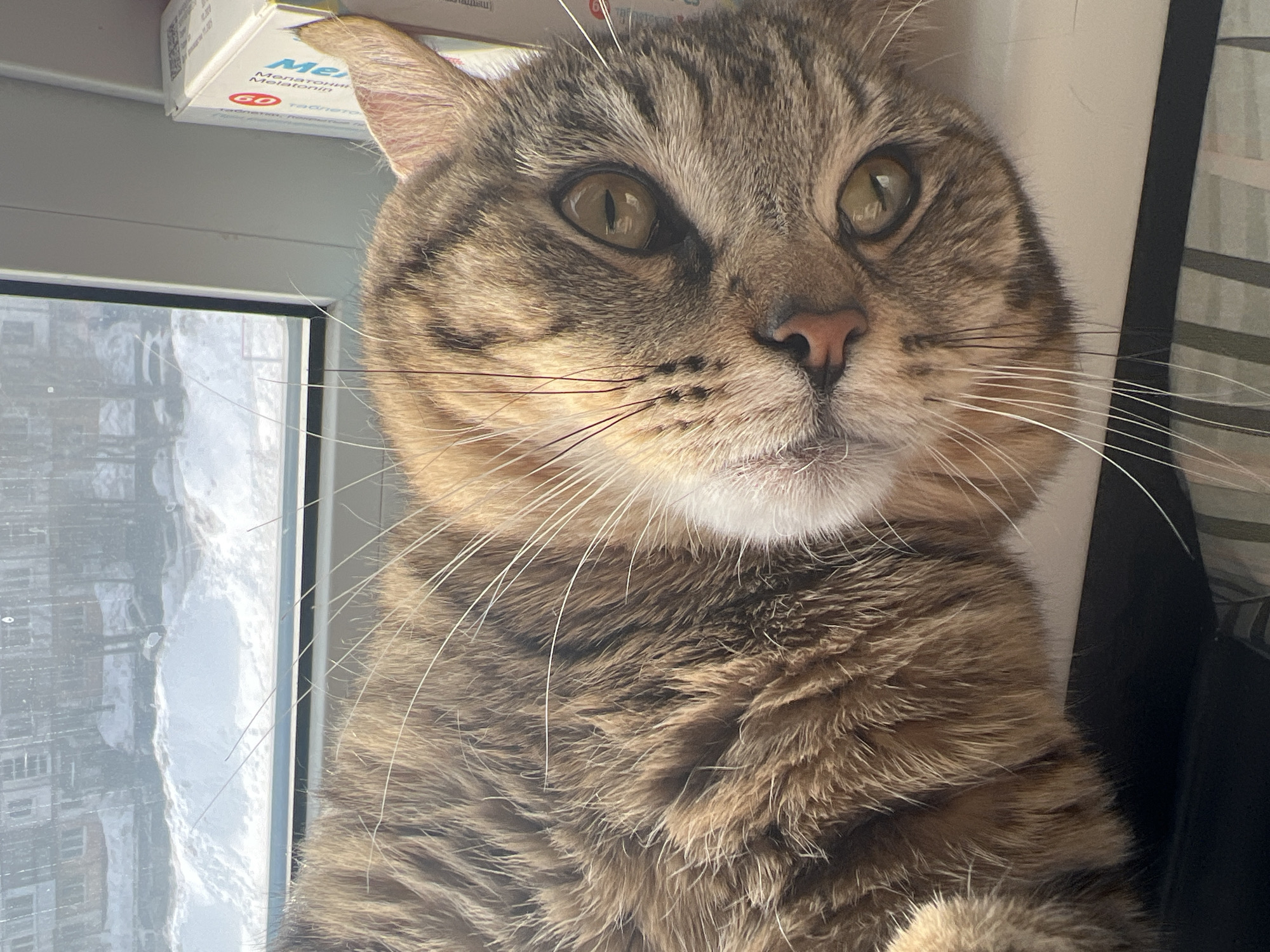 A domestic tabby cat, characterized by its brown and tan striped fur, prominent white whiskers, and yellowish-green eyes, is depicted lying on a white windowsill. The cat's head is tilted, with its gaze directed towards the viewer. To the immediate right of the cat's head, a white rectangular box is partially visible, displaying Russian text including "Мелатонин" (Melatonin), "таблетки" (tablets), and the number "60." Through the window, a winter scene unfolds in Izhevsk, Russia, showing extensive snow cover forming drifts, with bare vegetation and multi-story residential buildings visible in the background and reflected in the window pane.