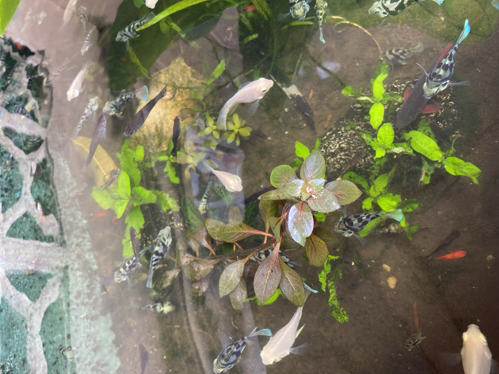The image depicts an aquarium containing numerous small fish, predominantly guppies, swimming in clear water. The aquarium floor is covered with dark substrate and features several aquatic plants, some with reddish-brown leaves and others with bright green foliage. The lighting in the scene creates reflections on the water's surface, obscuring some of the details. The presence of a textured green and white border at the top of the image suggests it might be part of a decorative aquarium setup. The specific location of Lambaro Kueh, Indonesia, cannot be determined from the visual information provided in the image.