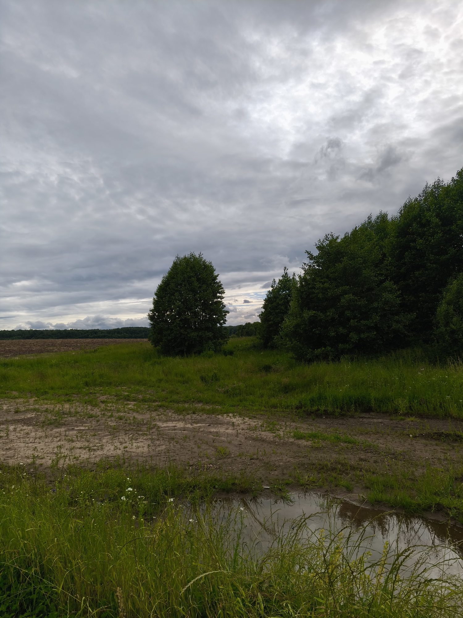The image depicts an overcast sky over a rural landscape. In the foreground, a muddy path with sparse green grass leads into a field. To the right, a dense row of green trees lines the edge of the path. Beyond the field, a line of darker trees stretches across the horizon. A large, single tree stands in the middle ground to the left, silhouetted against the sky. The ground is wet, with a small puddle reflecting the cloudy sky in the lower right corner. The scene appears to be in Dolzhikovo, Russia, a location known for its natural landscapes.
