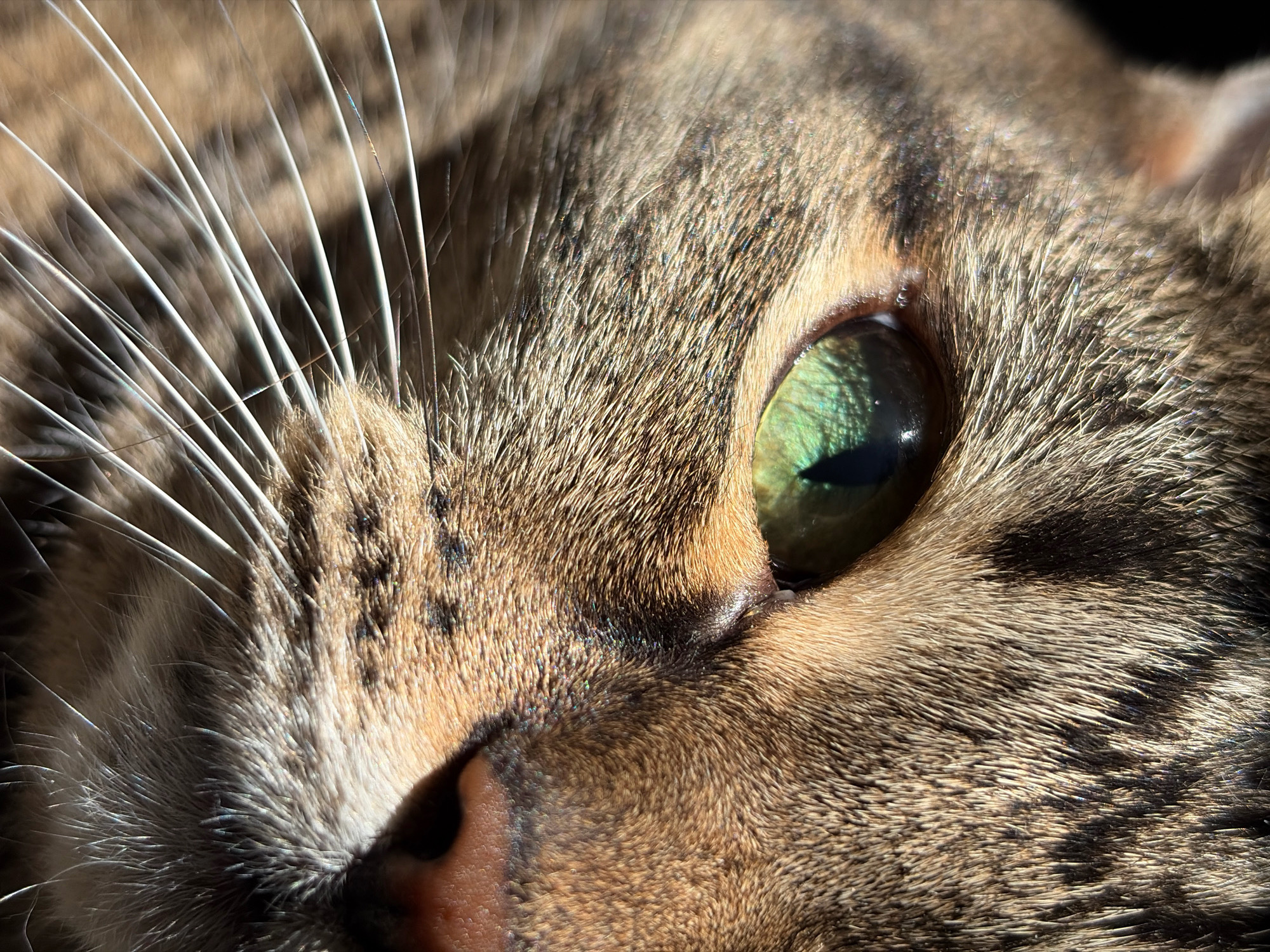 This is a close-up, macro photograph of a domestic cat's face, focusing on its eye and whiskers. The cat has tabby markings with stripes of brown, black, and tan fur. Its whiskers are long and white, fanning out from its muzzle. The cat's eye is large and green with a visible pupil. The lighting suggests the image was taken outdoors in natural sunlight, highlighting the texture of the fur and the details of the eye. There is no indication of the location being in Pavlodar, Kazakhstan.