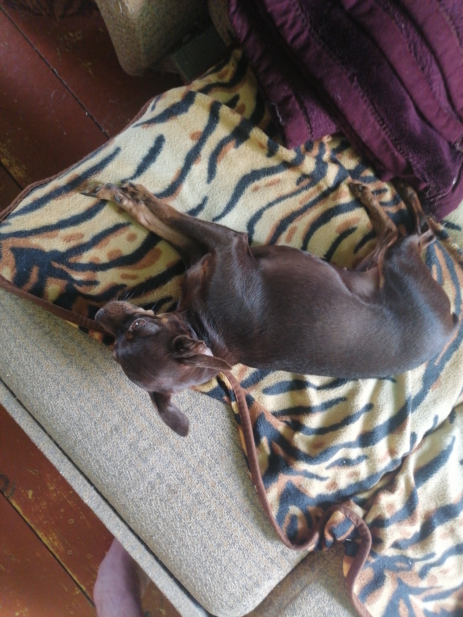 A brown dog is lying on a tiger-striped blanket. The dog is on its back, with its legs extended. Its eyes are open and it appears to be looking up. The blanket is on a sofa. The sofa is a light brown color. There is a wooden floor in the background. The image appears to have been taken indoors, in a residential setting. The overall lighting is dim, suggesting it may be evening or indoors with limited light. There is no information in the image that can determine the location in the city of Novopokrovka, Russia.