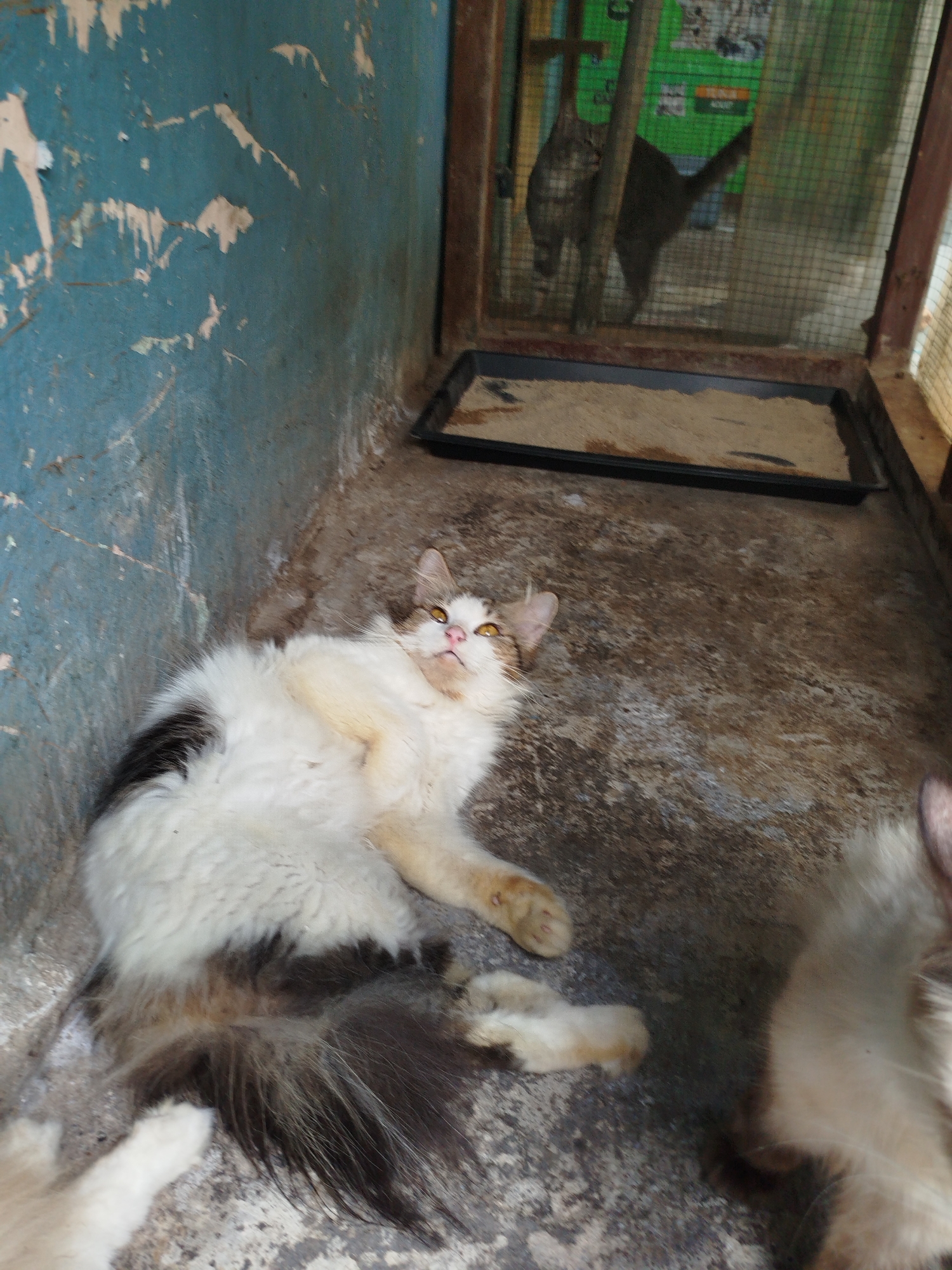 The image shows an indoor scene, likely a shelter or veterinary clinic, in Depok, Indonesia. In the foreground, a long-haired cat with white and black markings is lying on its back on a concrete floor. Its paws are relaxed, and its head is tilted upwards. Behind the cat, a litter box filled with sand is visible. In the background, two other cats are visible inside a cage. One cat, a tabby, stands on the left, while a darker-colored cat is partially visible on the right. The walls of the room are painted a peeling blue, and there is a wooden structure with wire mesh that forms the cage. The lighting suggests artificial light, possibly from overhead fixtures. The overall impression is of a functional, if somewhat unkempt, animal enclosure.