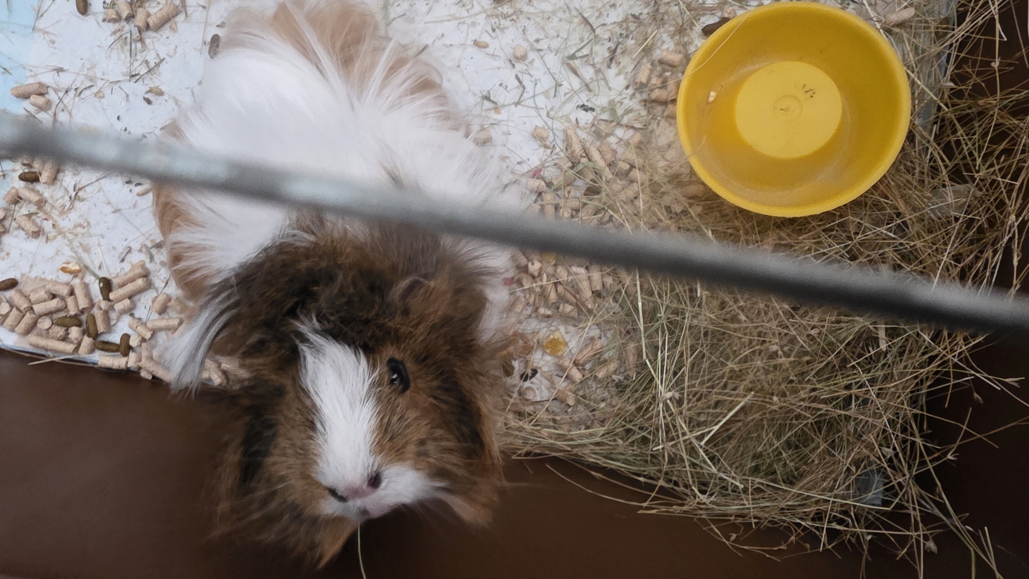 The image shows a guinea pig inside a cage. The guinea pig has brown and white fur and is looking upwards towards the camera. The cage contains food pellets, hay, and a yellow food bowl. The cage is located in an indoor environment. There is no indication of the city of Blagoevgrad, Bulgaria.