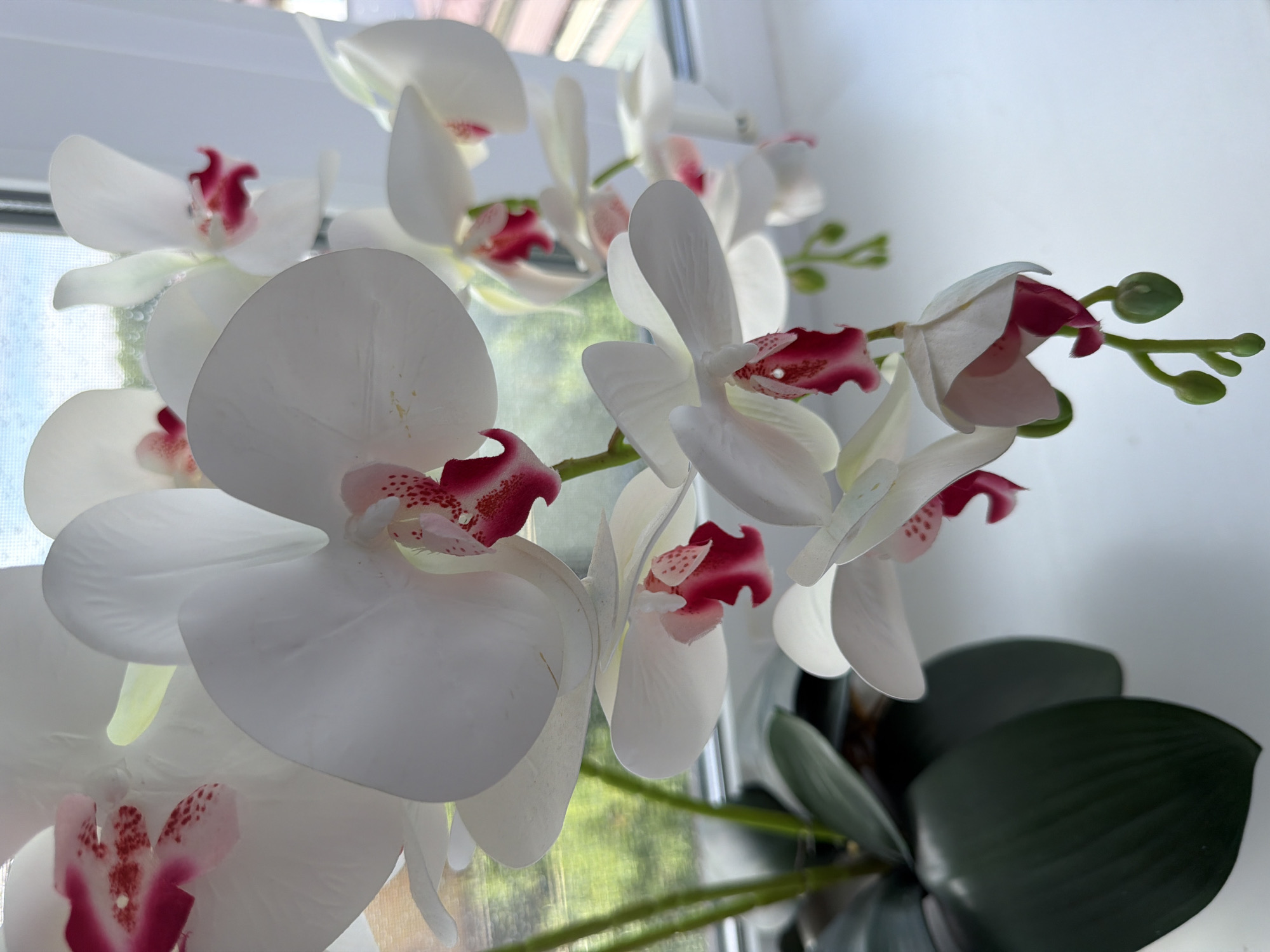 A close-up, eye-level shot showcases a cluster of white Phalaenopsis orchids with bright pink accents. The orchids are in bloom and appear to be artificial, arranged in a dark green pot. They are positioned near a window with a white sill, through which glimpses of green foliage and a blue sky are visible. The lighting is soft and natural, suggesting an indoor setting with ample daylight. The image is focused on the delicate details of the orchid petals and their vibrant centers, with the background softly blurred.