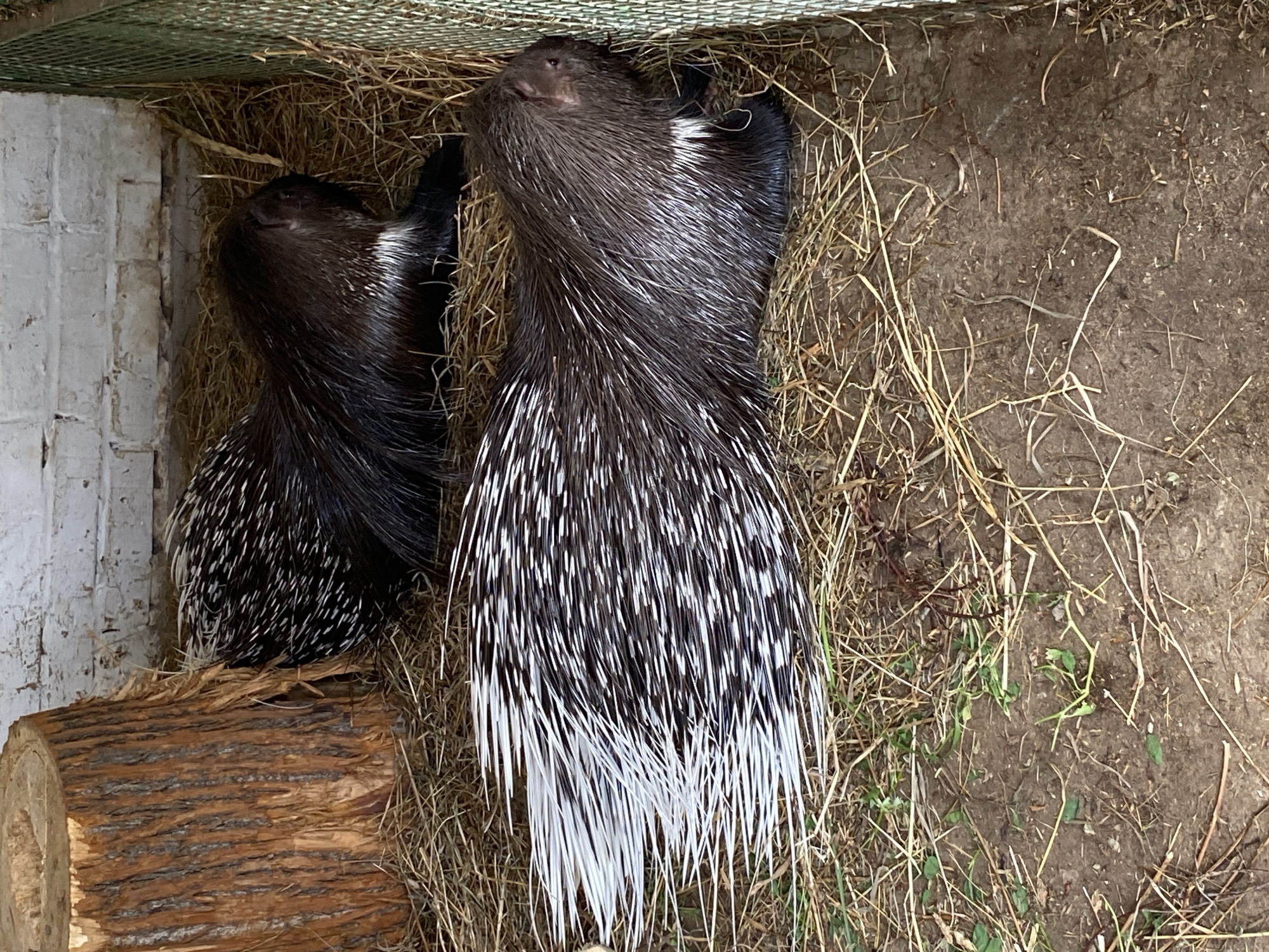Two porcupines are nestled in a bed of hay within an enclosure. The porcupines are dark brown with prominent white quills that are particularly noticeable on their hindquarters. One porcupine is positioned to the left and slightly behind the other, which is facing upwards and to the right. Their faces are dark and their eyes are not clearly visible. The enclosure features a white brick wall on the left side and a green mesh ceiling. A log, positioned in the lower left corner, appears to be part of their habitat. The ground is a mixture of dirt and hay. The lighting suggests it is daytime, and the scene appears to be indoors or in a sheltered outdoor space. No visible text is present in the image. The overall impression is one of a peaceful, naturalistic environment for these animals.
