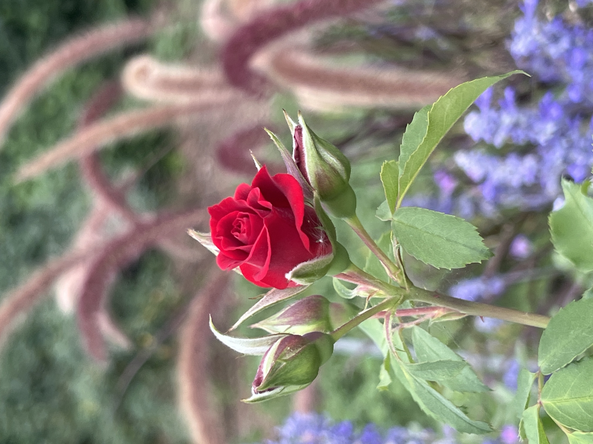 A single, fully bloomed red rose is the focal point of this image, positioned slightly to the right of center. The rose exhibits delicate petals with a soft texture and a rich, deep red hue. To the left of the main rose, three unopened rose buds are visible. These buds are green with hints of red at their tips, suggesting they are nearing full bloom.

The rose plant has several green leaves, some of which are unfurling, and a reddish-brown stem. A thin strand of spiderweb is faintly visible on the stem near the lower part of the image.

The background is a soft-focus blur of colors. To the left and slightly below the rose, there are clusters of small, delicate purple flowers. Behind the rose and extending upwards and to the right are blurred, tall, feathery plants with a reddish-brown hue. The overall impression of the background is that of a garden.

There are no people or animals present in the image. The lighting suggests it might be an overcast day or late afternoon, with soft, diffused light illuminating the rose. The image appears to be taken in a garden setting, possibly in Augsburg, Germany, given the context provided.