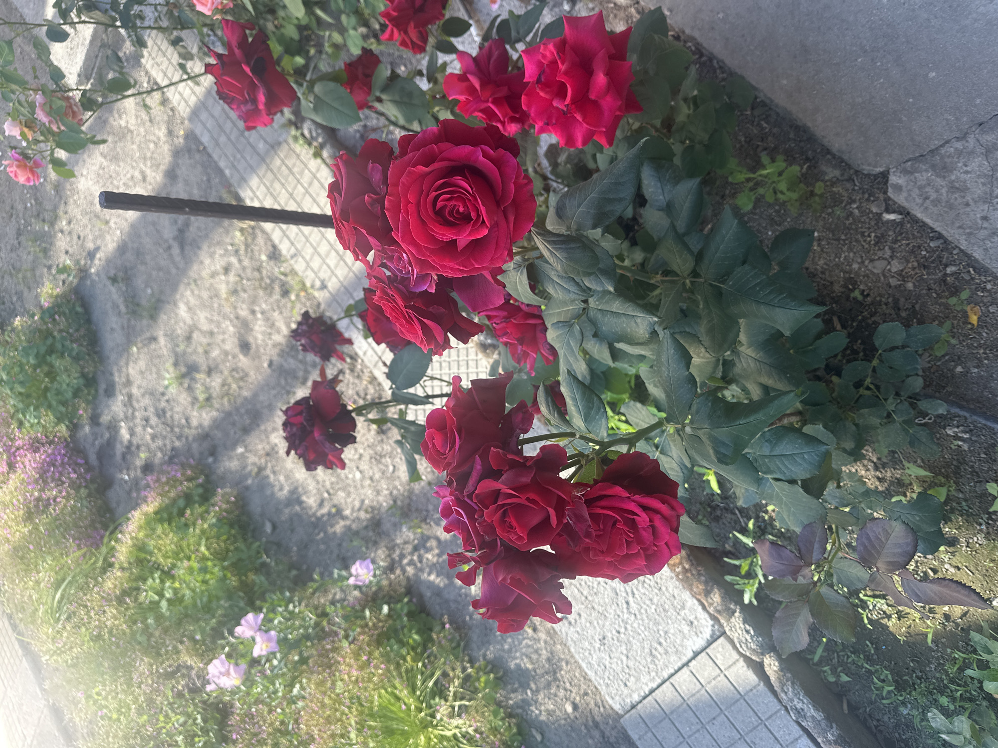The image shows a flowerbed in Razhevo Konare, Bulgaria. Red roses are prominently displayed, growing alongside other green plants and small purple flowers. A section of paved ground and a metal support structure are also visible. The lighting suggests a bright, possibly sunny, day.