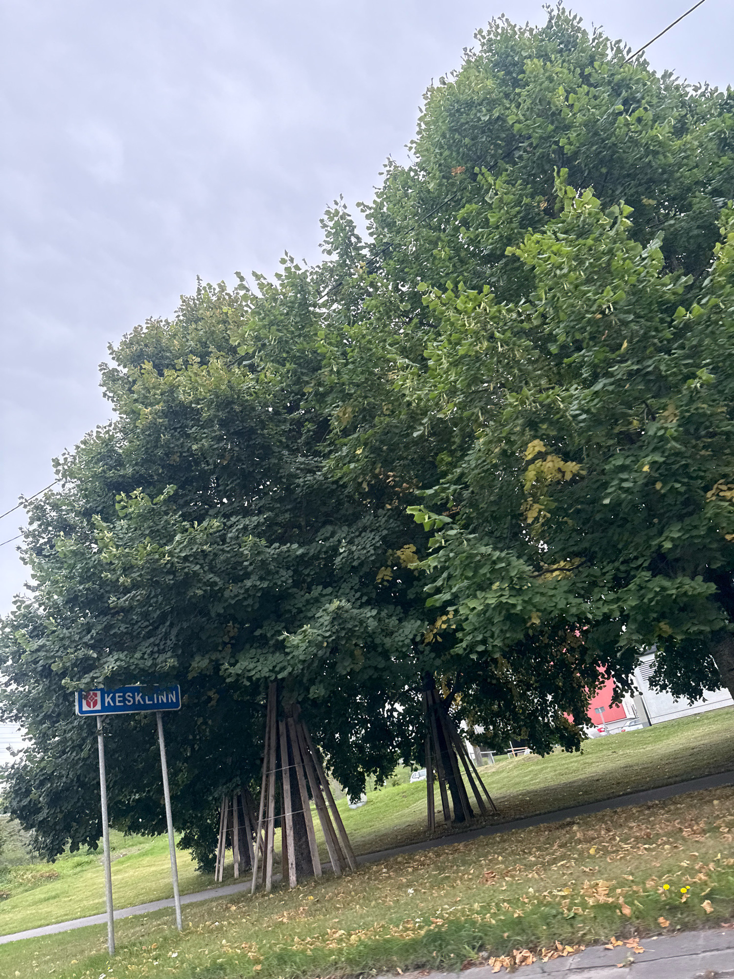 The image shows a street sign for "KESKlinn" in Tallinn, Estonia. The sign is blue with white lettering and a red and white emblem. It is mounted on two metal poles. The sign is located next to a row of large trees with green leaves, some of which are supported by wooden braces. In the background, there is a grassy slope with a sidewalk and some buildings. The sky is overcast.