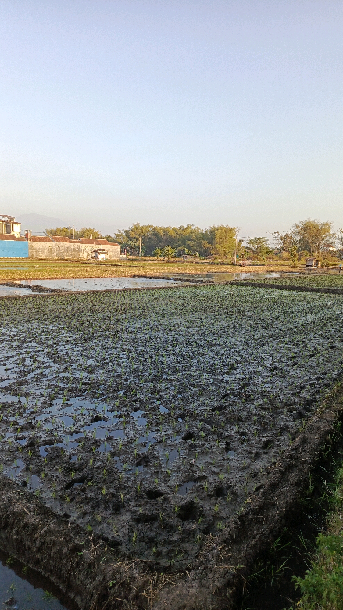 This image captures a partially planted rice paddy field in Babadan, Indonesia, bathed in the soft light of either dawn or dusk. The foreground is dominated by the muddy terrain of the field, where tiny green rice seedlings are emerging from the dark soil, interspersed with puddles of water. The texture of the mud is varied, with some areas appearing more fluid and reflective, while others show signs of cracking.
In the middle ground, more rice paddies are visible, some appearing drier and with a golden-brown hue, suggesting they may have been harvested or are awaiting planting. A narrow strip of water runs through these fields, reflecting the sky. Beyond the fields, a cluster of buildings stands, characterized by white and light-colored walls, with a prominent blue-painted section on one of them. The buildings appear to be simple rural structures, possibly homes or farm outbuildings.
Further in the background, a line of lush green trees, including bamboo, forms a natural border. The sky above is a clear, pale blue, with no visible clouds, indicating a calm weather condition. The overall scene is one of rural tranquility, depicting agricultural activity in a serene natural setting. There are no people or animals clearly visible in the image.