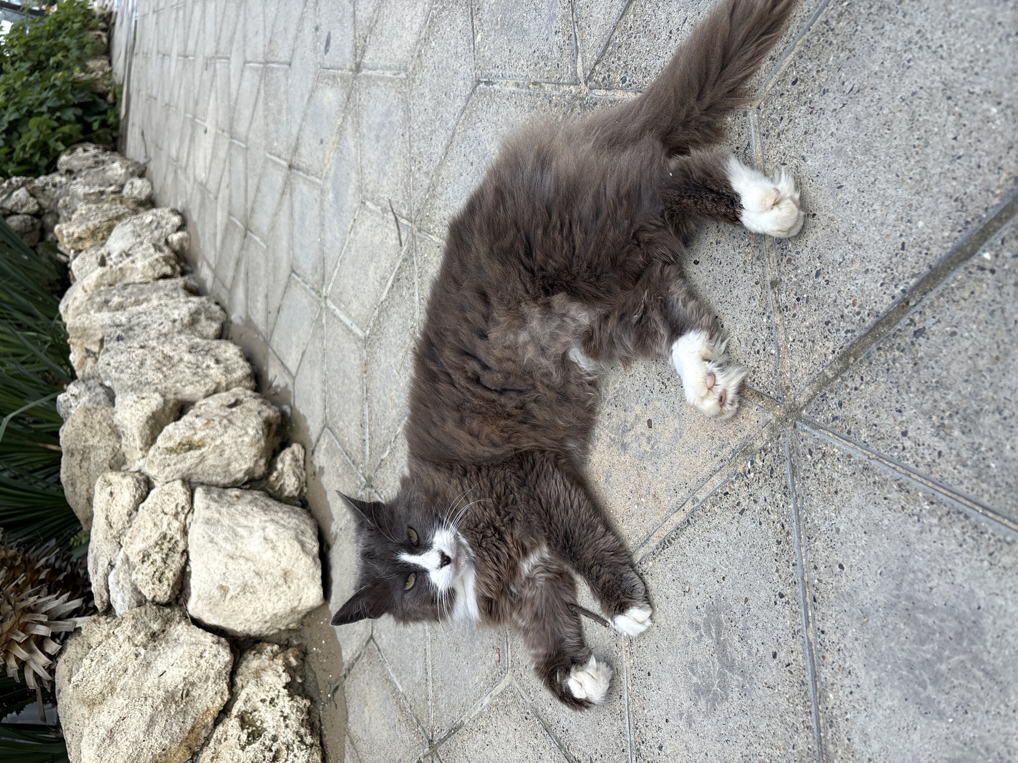 A gray and white long-haired cat is lying on a gray concrete tile sidewalk next to a low wall made of light-colored rocks. The cat is oriented diagonally in the frame, with its head towards the lower left and tail towards the upper right. The cat has white paws. Some greenery is visible behind the rock wall. The location is potentially the city of Anapa, Russia, based on given information.