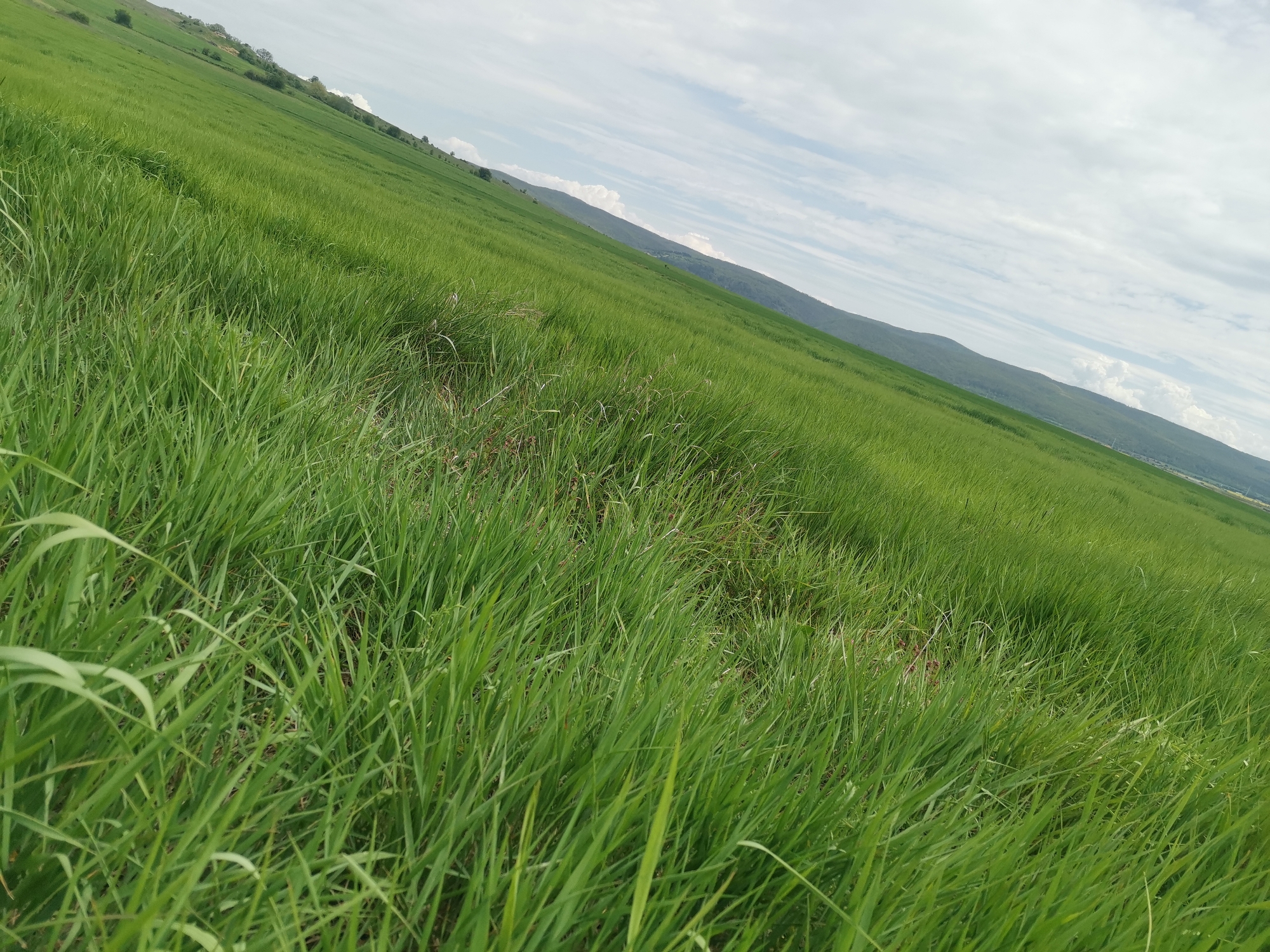 The image shows a field of green grass on a hillside near Verinsko, Bulgaria. The sky is partly cloudy. There are trees on the ridge of the hill in the distance. The grass in the foreground is long and appears to be swaying in the wind.