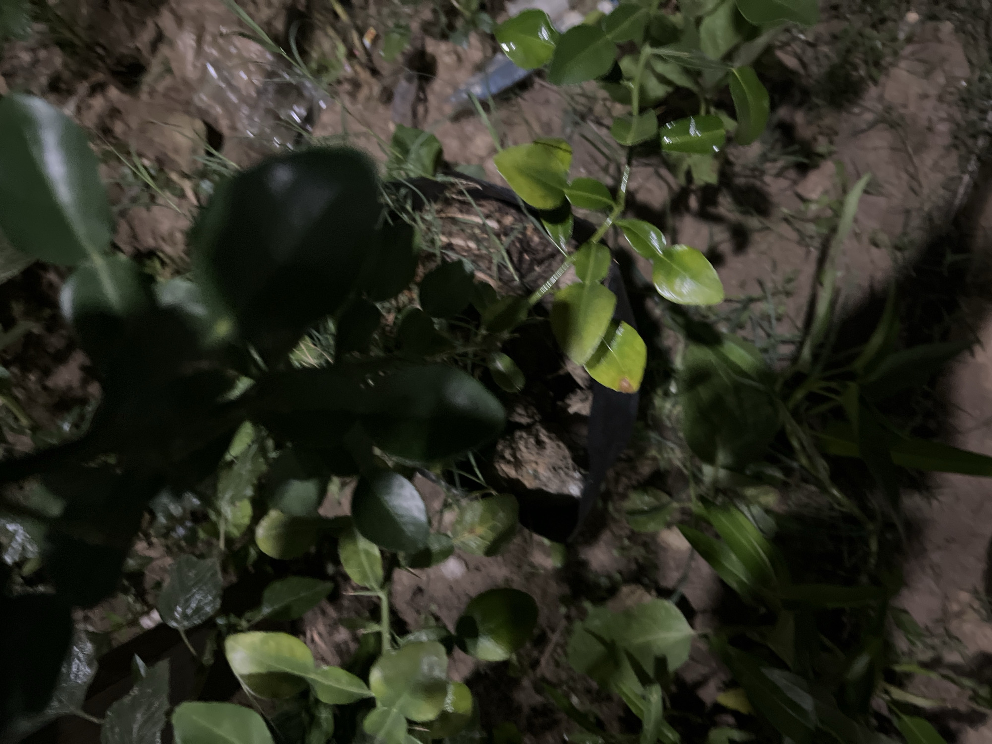 The image shows a close-up view of a kaffir lime plant in Benuaraja, Indonesia. The plant is in a black pot and is surrounded by dirt and some dry grass. Several of the plant's characteristic bilobed leaves are visible, some with a glossy sheen, suggesting they may have been recently watered or are naturally so. The lighting is dim, indicating it is likely nighttime or a very shaded area. The scene is set outdoors, with the natural ground visible as the base. There are no people or animals in the frame, and no text is visible. The focus is entirely on the vegetation, capturing the texture and shape of the kaffir lime leaves. The overall mood is calm and natural, highlighting the plant in its environment.