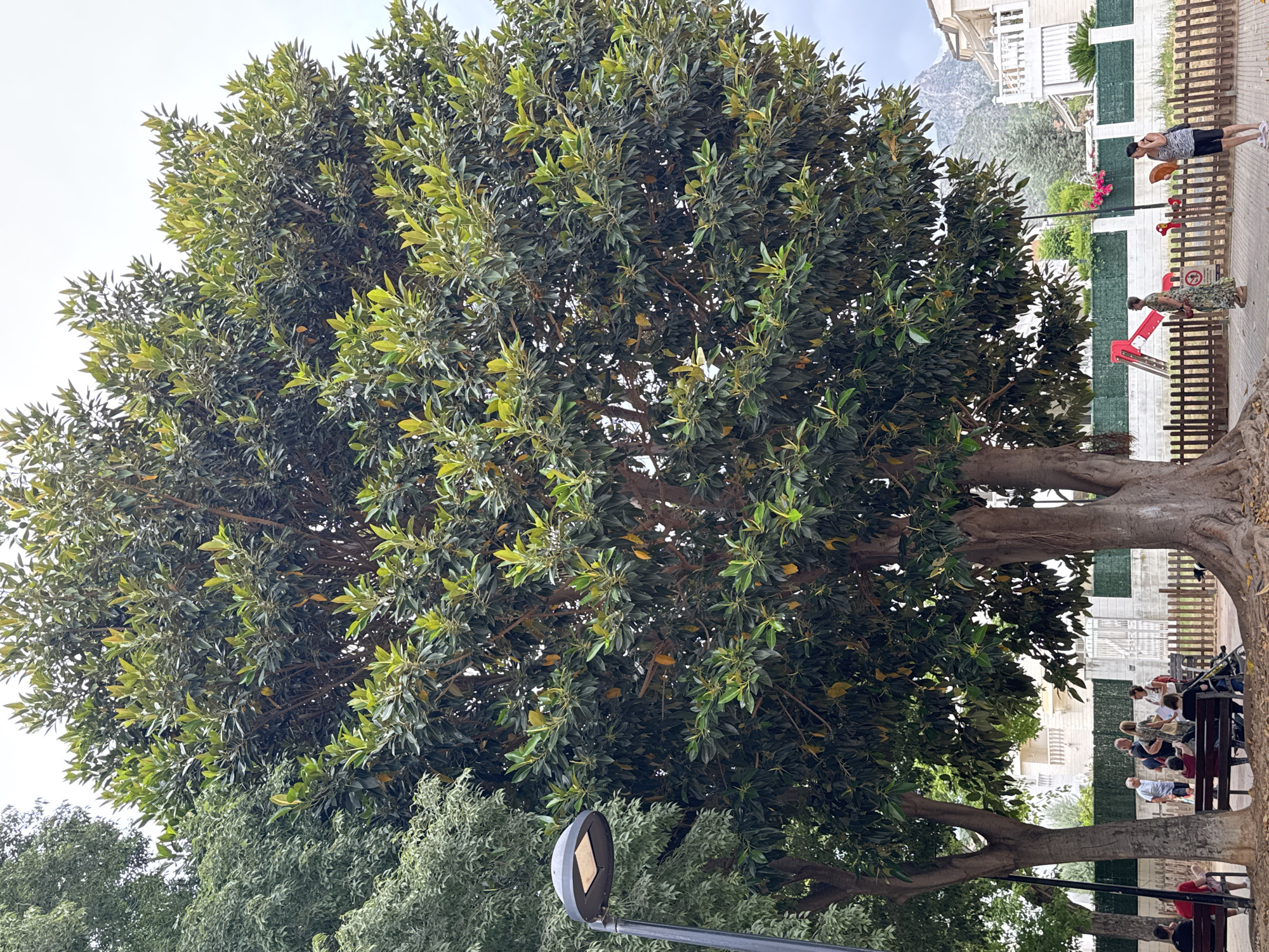In the city of Benirredrà, Spain, a large, mature Ficus tree dominates the center of the frame. Its dense canopy of dark green leaves, some tinged with yellow, shades a paved area. To the left, a modern street lamp with a dark grey, dome-shaped fixture stands beside another large tree with lighter green, feathery foliage. In the background, a wooden fence encloses a public space with a playground featuring a red slide and a small red toy animal. Beyond the fence, residential buildings with white facades and balconies are visible, and in the far distance, the rugged slopes of a mountain rise against a cloudy sky. Several people are present: a group of individuals are seated on wooden benches beneath the Ficus tree, while others stand and converse near the fence. A woman in a floral dress stands facing away from the camera, and another woman in a black and white striped top and shorts looks towards the playground. The ground is covered in fallen leaves and dirt, indicating the natural setting of the park.
