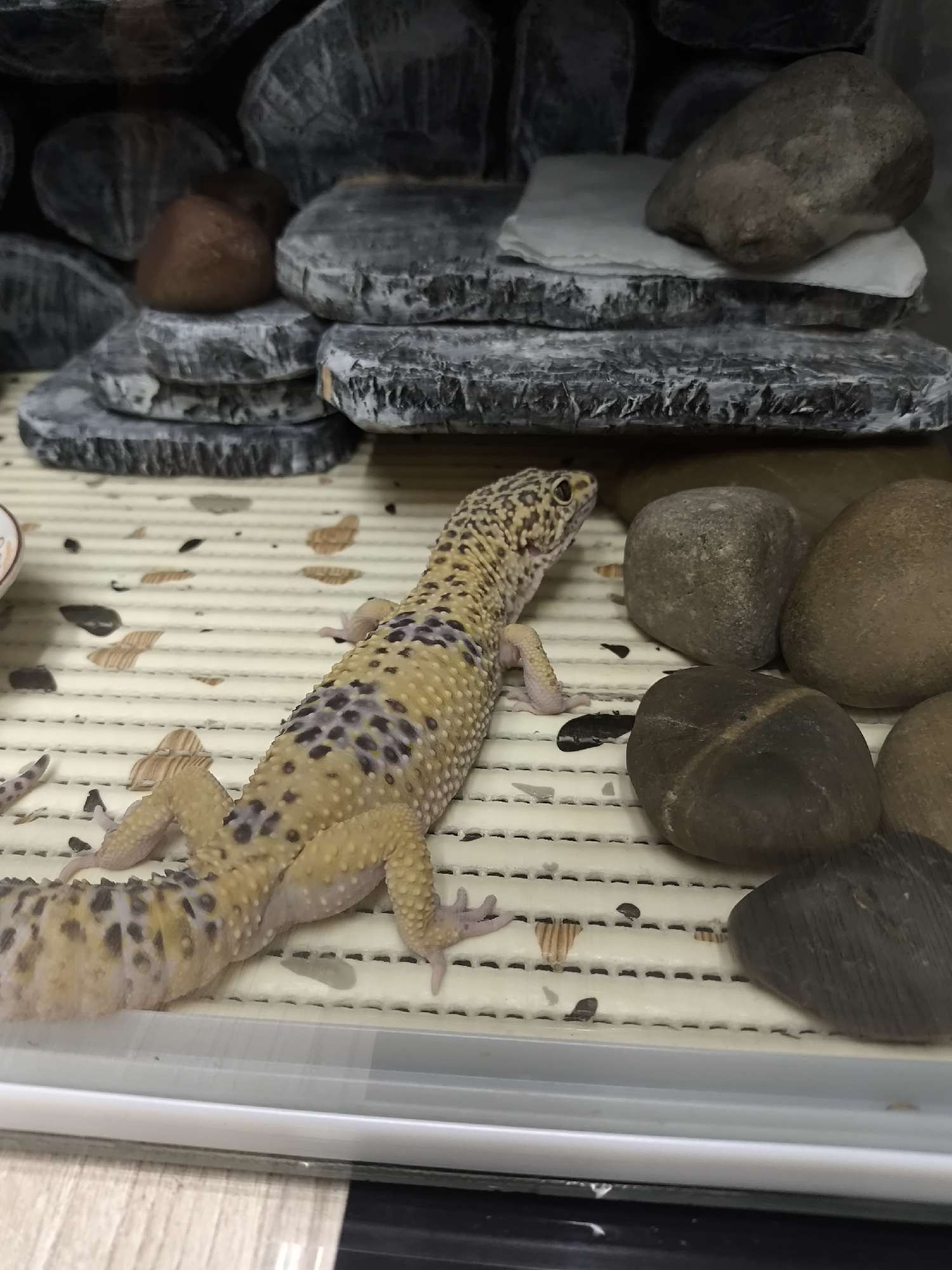 A yellow and tan leopard gecko with dark purple and black spots on its back and tail is observed inside an enclosure. The gecko faces right, its head slightly turned, its visible right eye indicating observation towards the right. It rests on a light-colored, grid-patterned substrate scattered with small dark fragments and light brown, irregular pieces. In the background, a multi-tiered structure composed of stacked, flat, grey-black rocks is present. A natural brown rock sits on one stack, and a grey rock rests on a white sheet on another. To the gecko's right, several smooth, rounded grey and brown natural stones are arranged. The image is taken looking into the enclosure, which is located in the city of Chaikovsky, Russia.