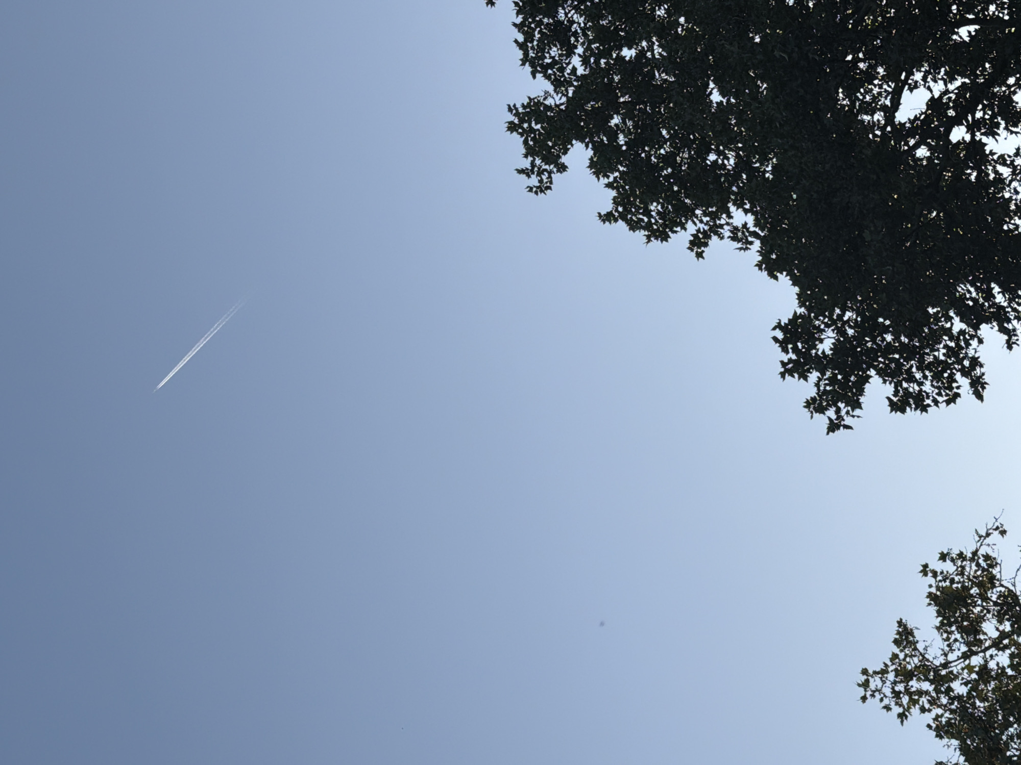 The image shows a view of the sky with a contrail from a jet aircraft visible in the upper left quadrant. The sky is light blue and mostly clear. Branches and leaves from trees are visible in the upper right and lower right corners of the image, obscuring parts of the sky. The location is likely Belgrade, Serbia, but without further context or metadata, pinpointing the exact spot is not feasible. There are no people visible in the image.