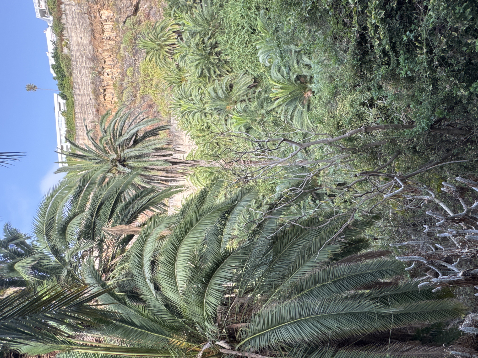 The image depicts a lush, tropical landscape dominated by various types of palm trees and dense green foliage. In the foreground, large palm fronds are visible, with one prominently arching across the left side of the frame. Below the fronds, a cluster of dry, thorny succulents or cacti adds a contrasting texture to the scene.
The middle ground reveals a dense growth of smaller palm trees and other green shrubs, creating a layered effect. In the background, a steep, rocky cliff face rises, characterized by layers of earth and stone, some appearing reddish-brown and others lighter in color. Atop the cliff, several white buildings with modern architecture are situated, suggesting a proximity to human habitation. A single, tall palm tree stands out against the blue sky in front of these buildings. The sky itself is clear and blue, with a few wispy clouds. The overall impression is of a natural, verdant environment possibly integrated with urban development.