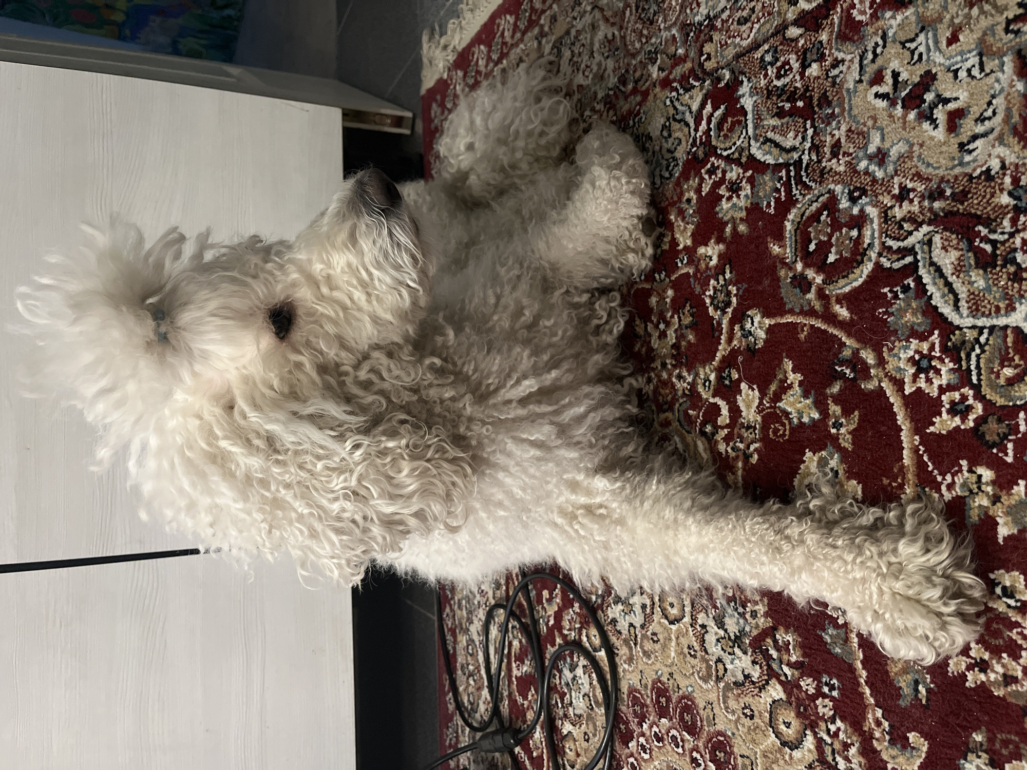 A medium, high-angle, indoor shot shows a white dog with curly fur lying on a red and beige patterned rug next to a white cabinet. The dog is mostly in the center of the image, with its head to the left and body extending diagonally to the lower right. The rug covers most of the lower right half of the frame. A portion of the white cabinet is visible on the left edge. A black cord is seen near the bottom center. The location is Unknown, Unknown.