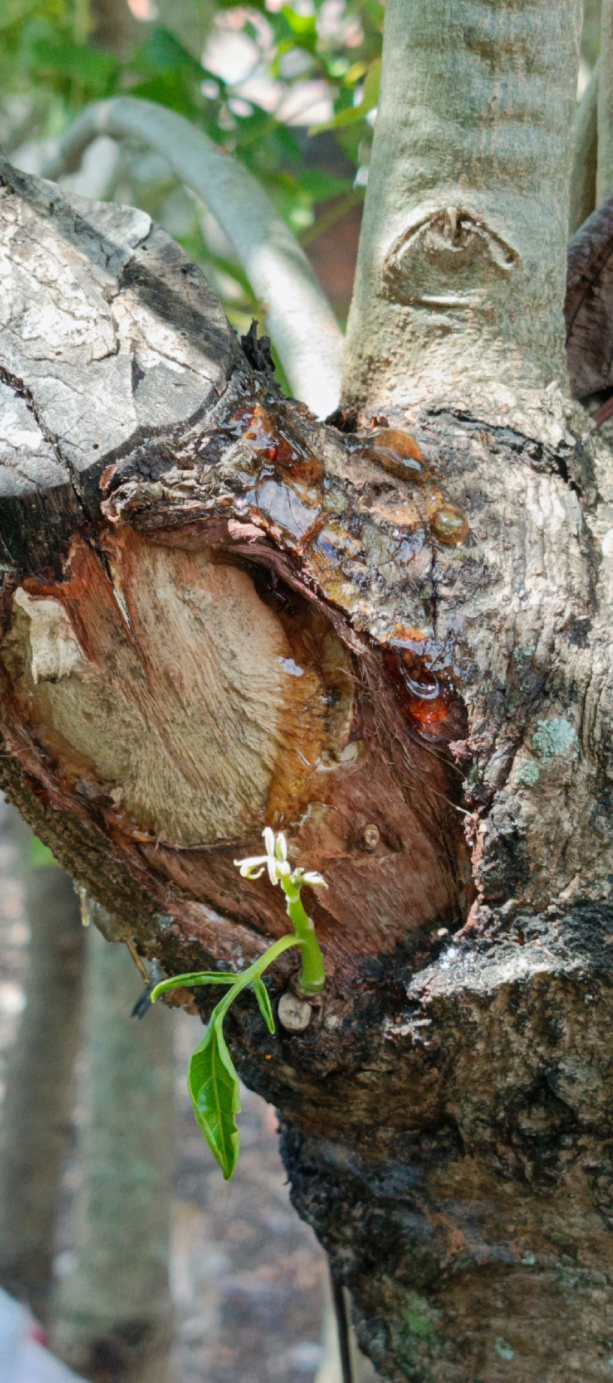 A close-up, vertical shot focuses on the trunk of a tree, highlighting a wound and a new sprout. The wound, located centrally on the left side of the frame, reveals exposed wood with a light brown, striated texture. Amber-colored sap oozes from the edges of the wound, pooling in some areas and running down the rough, dark bark. A small green sprout, with two leaves and a delicate white flower, emerges from the bark just below the wound. The tree's bark is rough and textured, with dark brown and gray tones. In the background, blurred greenery and other tree trunks suggest an outdoor, natural environment, possibly a forest or garden. The image does not contain any people or explicit indications of location in Pashiebeutong, Indonesia.