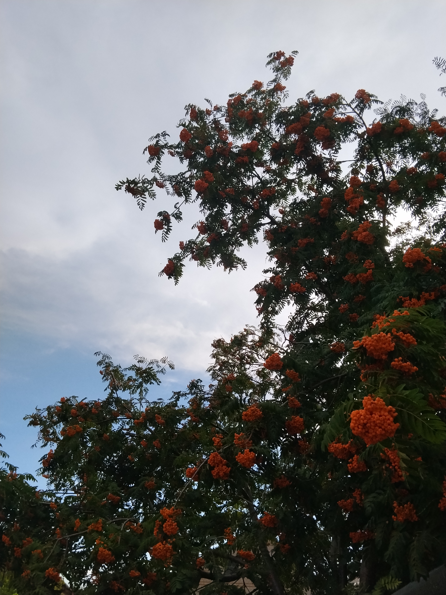 A low-angle shot captures a rowan tree heavily laden with bright orange berries against a sky with scattered clouds. The tree's dark green foliage provides a dense backdrop, with the berries clustered in large bunches, some partially obscured by leaves. The sky transitions from a pale grey at the top to a soft blue towards the bottom left. The scene is devoid of people and any visible urban structures, suggesting a natural or semi-natural setting within Kokshetau, Kazakhstan, possibly a park or a less developed area.