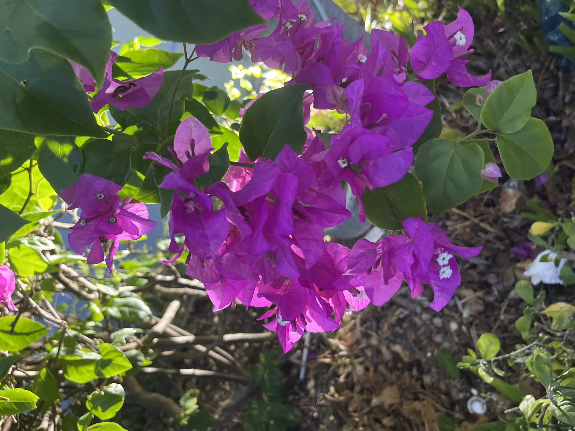 The image shows a cluster of purple bougainvillea flowers with green leaves in an outdoor setting. Some flowers have small white centers. The background features brown mulch and other greenery. The location is Bac Nha Trang Ward, Vietnam, based on the image's origin.
