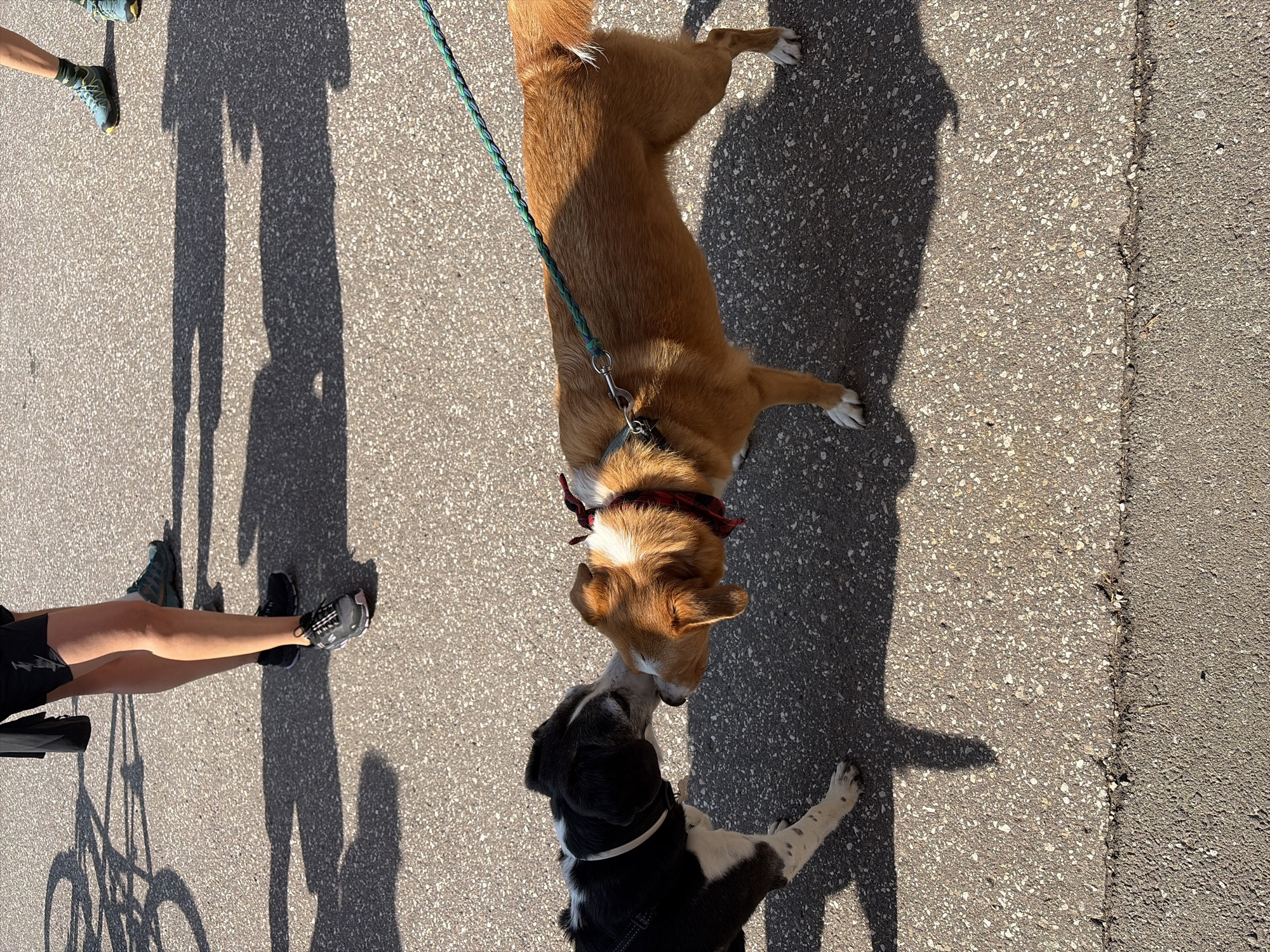 Two dogs, one black and white and the other tan and white, are interacting on an asphalt surface. The black and white dog is facing left, with its head down, appearing to be sniffing the tan and white dog. The tan and white dog is facing right, with its head down, its nose touching the black and white dog's nose. It is wearing a red and black plaid bandana around its neck and is attached to a green and blue braided leash. The leash is held by an unseen person to the right. The asphalt surface has small stones embedded in it and shows a slight crack running horizontally across the middle of the frame. Shadows of people and what appears to be a bicycle are cast on the ground to the left of the dogs. The lighting suggests it is daytime, with a strong sunlight source. No specific identifying landmarks place this scene in Canazei, Italy.