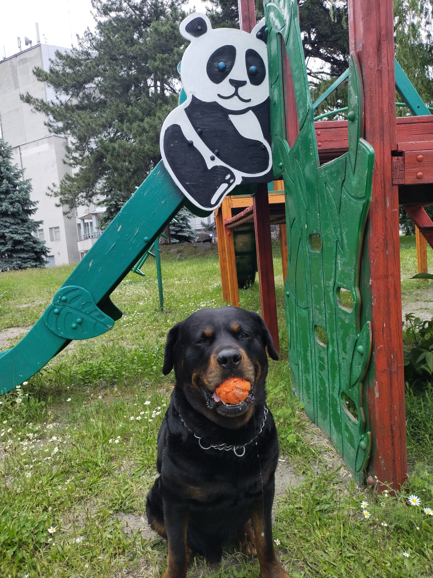 A black and tan Rottweiler dog sits prominently in the foreground of this outdoor image, set in what appears to be a park or playground in Horishni Plavni, Ukraine. The dog is looking directly at the viewer, holding a bright orange, textured ball firmly in its mouth. Its eyes are partially closed, suggesting a moment of relaxation or blinking. A silver chain collar is visible around its neck.
Behind the dog, a colorful playground structure dominates the background. To the left, a green slide ascends, featuring a large, black and white panda cut-out with blue eyes and a friendly smile. The slide's base is adorned with green leaf-like decorations. To the dog's right and extending behind the panda, parts of a wooden climbing frame are visible, constructed from red-painted wood and green decorative panels that resemble tree bark or leaves.
The ground is covered in green grass dotted with numerous small white flowers, resembling daisies. In the distance, several tall conifer trees stand, partially obscuring a multi-story, light-colored concrete building topped with antennas. The sky is overcast, indicating a cloudy daytime. No visible text is present in the image.