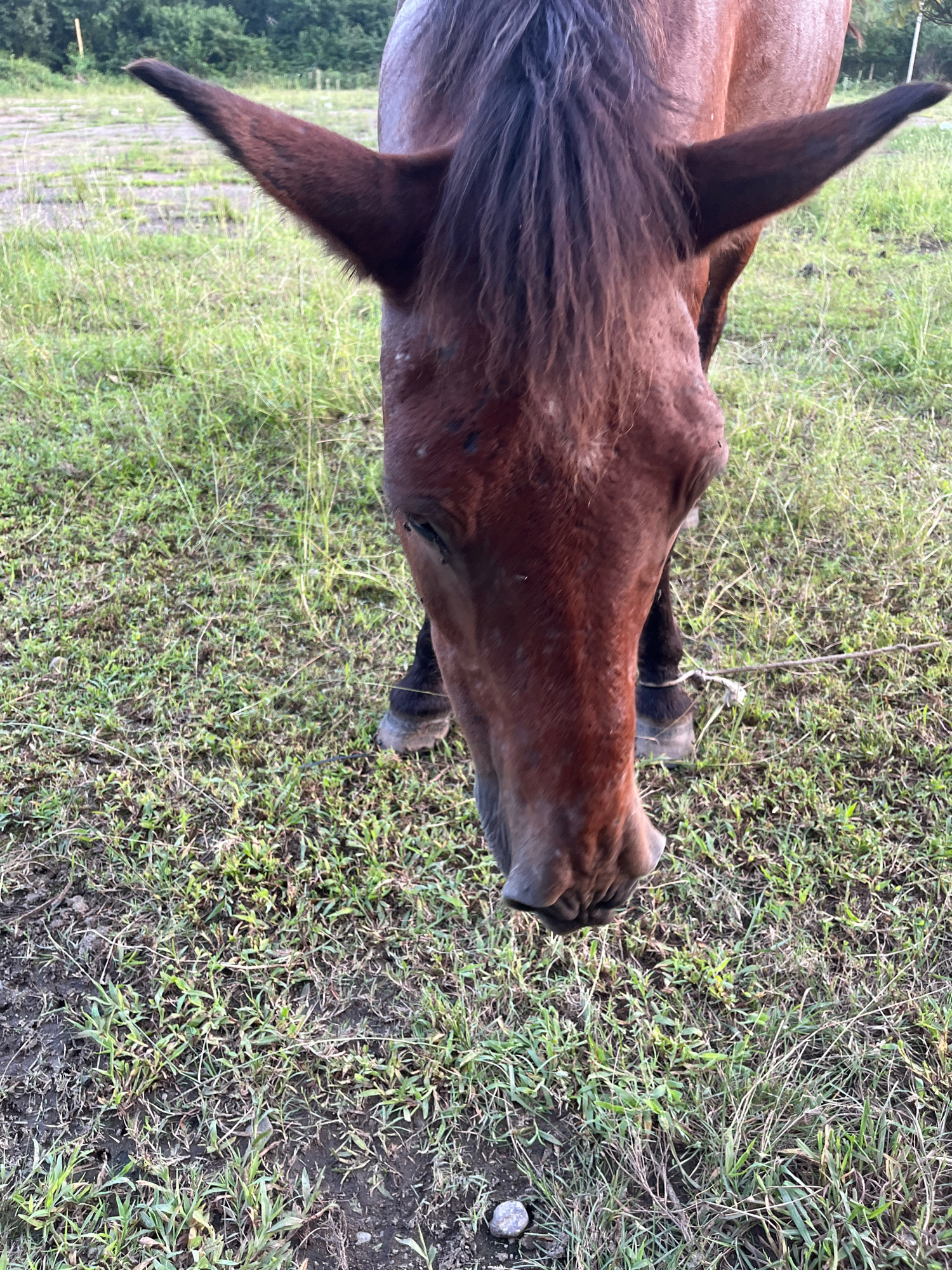 A close-up, eye-level shot focuses on the head and upper chest of a brown horse in an outdoor setting. The horse's head is lowered, facing towards the viewer, with its ears pointed forward and slightly outward. Its mane is dark brown and appears somewhat disheveled. The horse's muzzle is dark, and its nostrils are visible. A thin rope is tied around its forelegs, near the hooves. The horse stands on a patch of green and brown grass with some bare earth visible. In the background, out of focus, are more grassy areas and a line of trees. This scene is located in Ureki, Georgia.