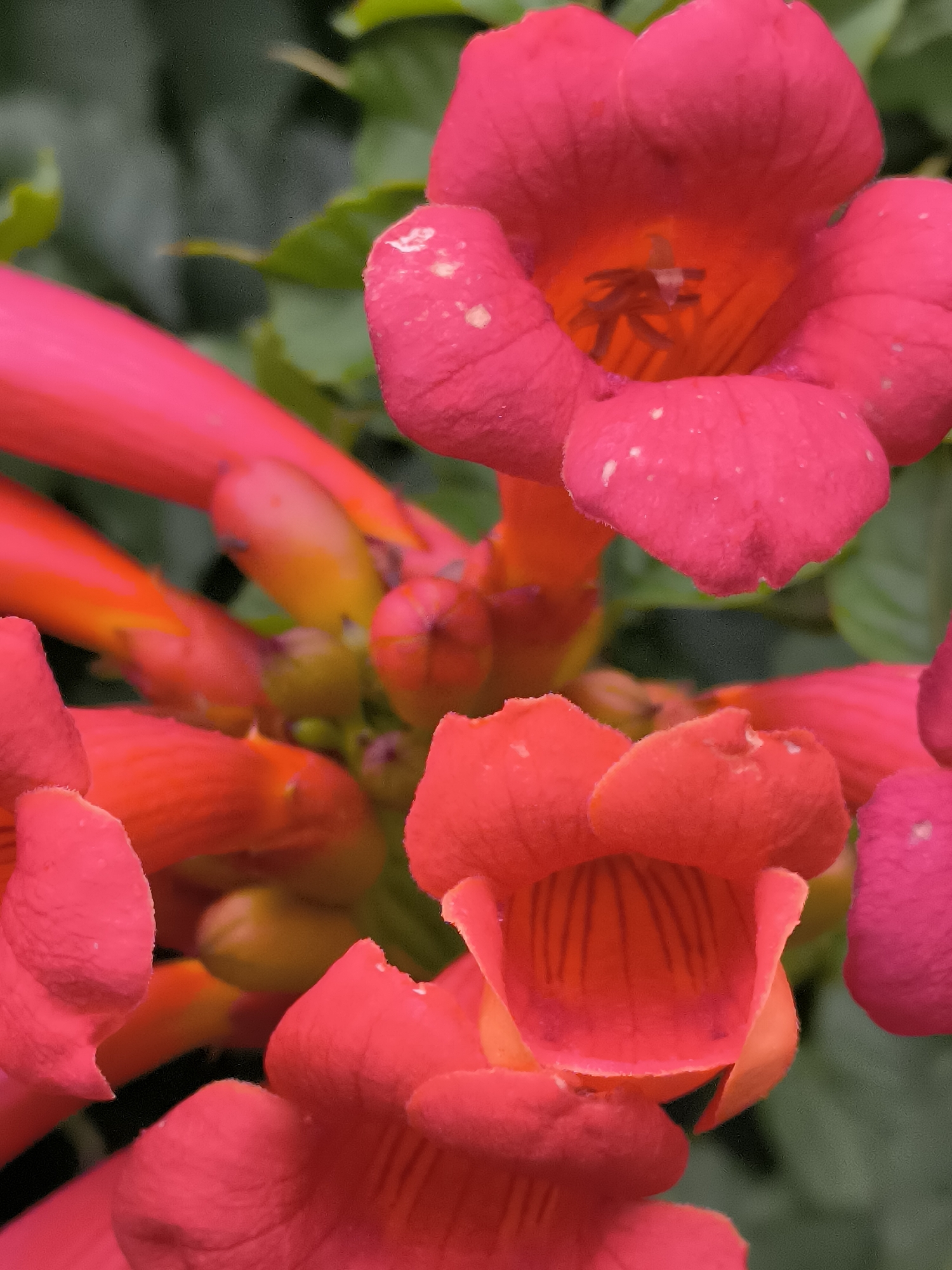 This is a close-up, vertically oriented, macro photograph of a cluster of vibrant, trumpet-shaped red flowers, likely trumpet vines (Campsis radicans), in an outdoor setting. The flowers are in various stages of bloom, with some fully open and others still in bud. The petals are a rich, saturated red, with some exhibiting a slight pinkish hue, and feature subtle white speckles. The interior of the open flowers reveals an orangey-red throat with dark, thin lines radiating inwards. The surrounding foliage is a soft, blurred green, indicating a shallow depth of field that keeps the focus on the flowers. The lighting appears to be natural daylight, highlighting the textures and colors of the petals. No people or specific landmarks of Klaipėda, Lithuania are visible in this image; it focuses solely on the floral subject.