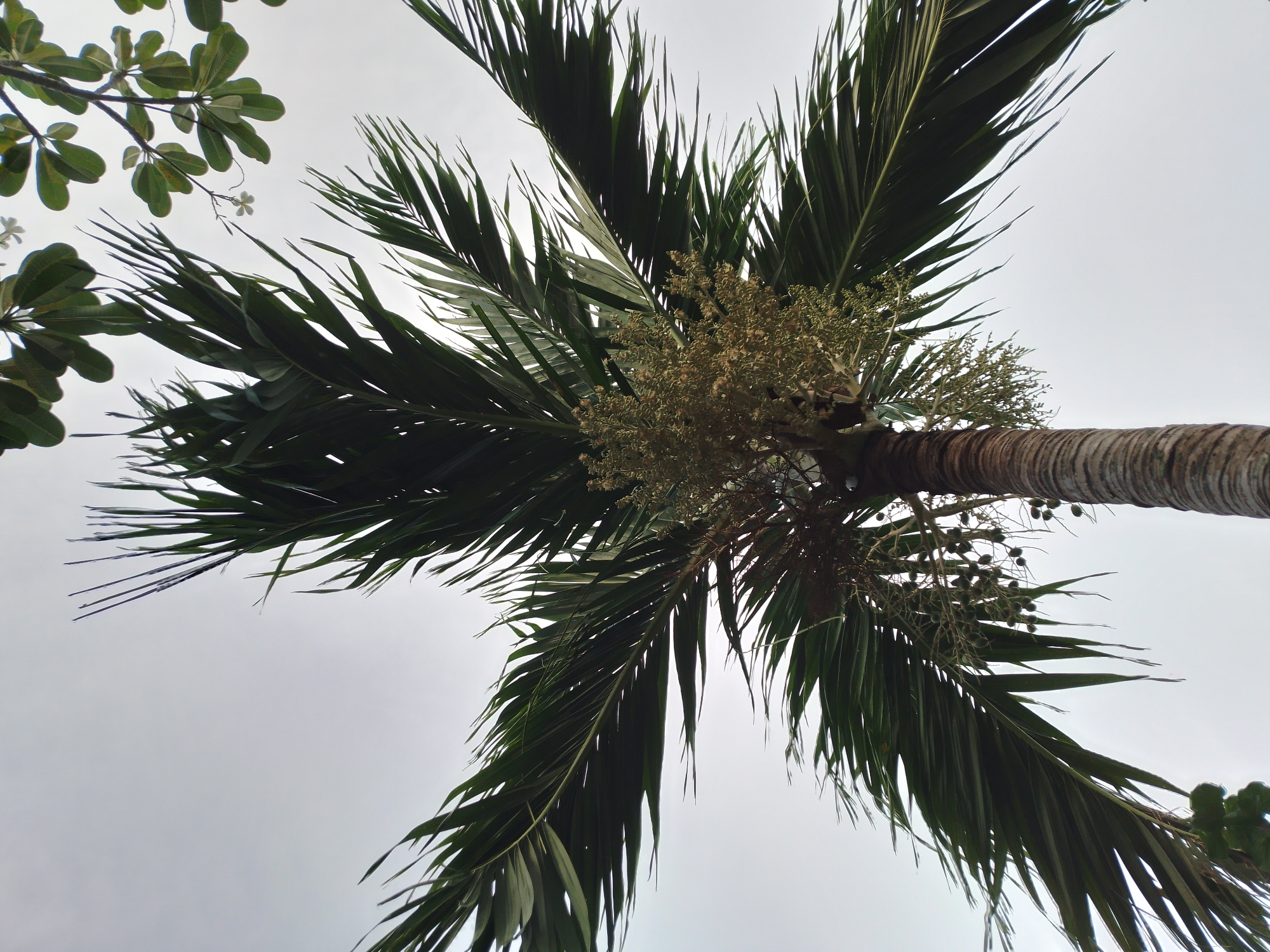 A low-angle, full-frame shot shows the crown of a tall palm tree against a bright, overcast sky. The palm's fronds, a deep green, fan out from the center, with some fronds appearing slightly blurred, indicating movement from a breeze. Clusters of light green, immature fruit or flowers are visible growing from the base of the fronds. The trunk of the palm, textured with horizontal ridges, is visible on the right side of the frame. In the upper right corner, the leaves and small white flowers of another tree are visible. The scene is likely outdoors in a tropical or subtropical environment, consistent with Ko Samui District, Thailand, a region known for its palm trees and lush vegetation. There are no people or animals in the frame. The overall lighting is diffused, suggesting it is daytime, likely during a cloudy or early morning/late afternoon period.