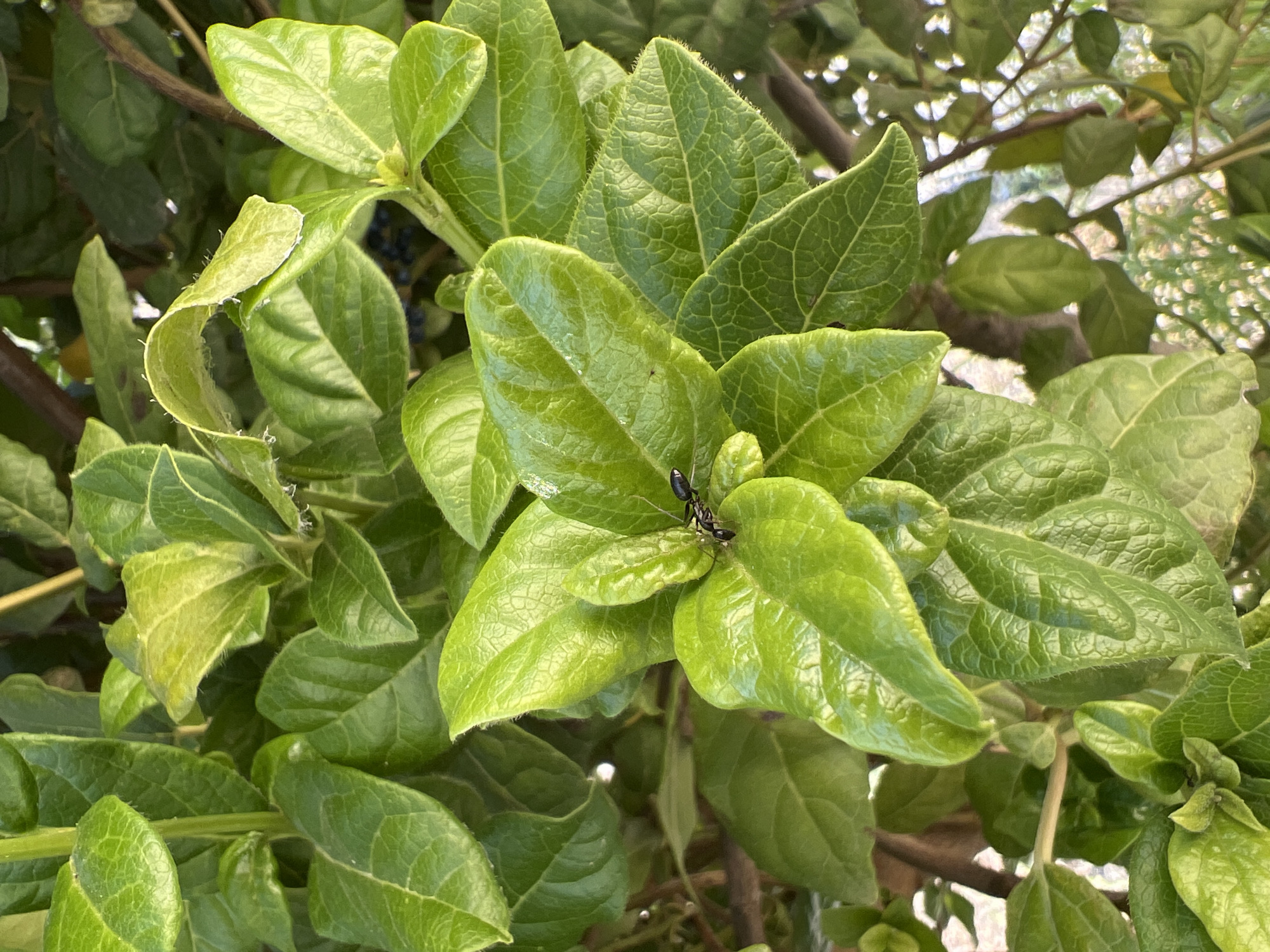 An ant is walking on the leaf of a plant in Eretria Municipal Unit, Greece. The ant is black and has a segmented body. It is walking towards the right side of the image. The leaves are green and have a waxy texture. The background is blurry and appears to be other leaves and branches.