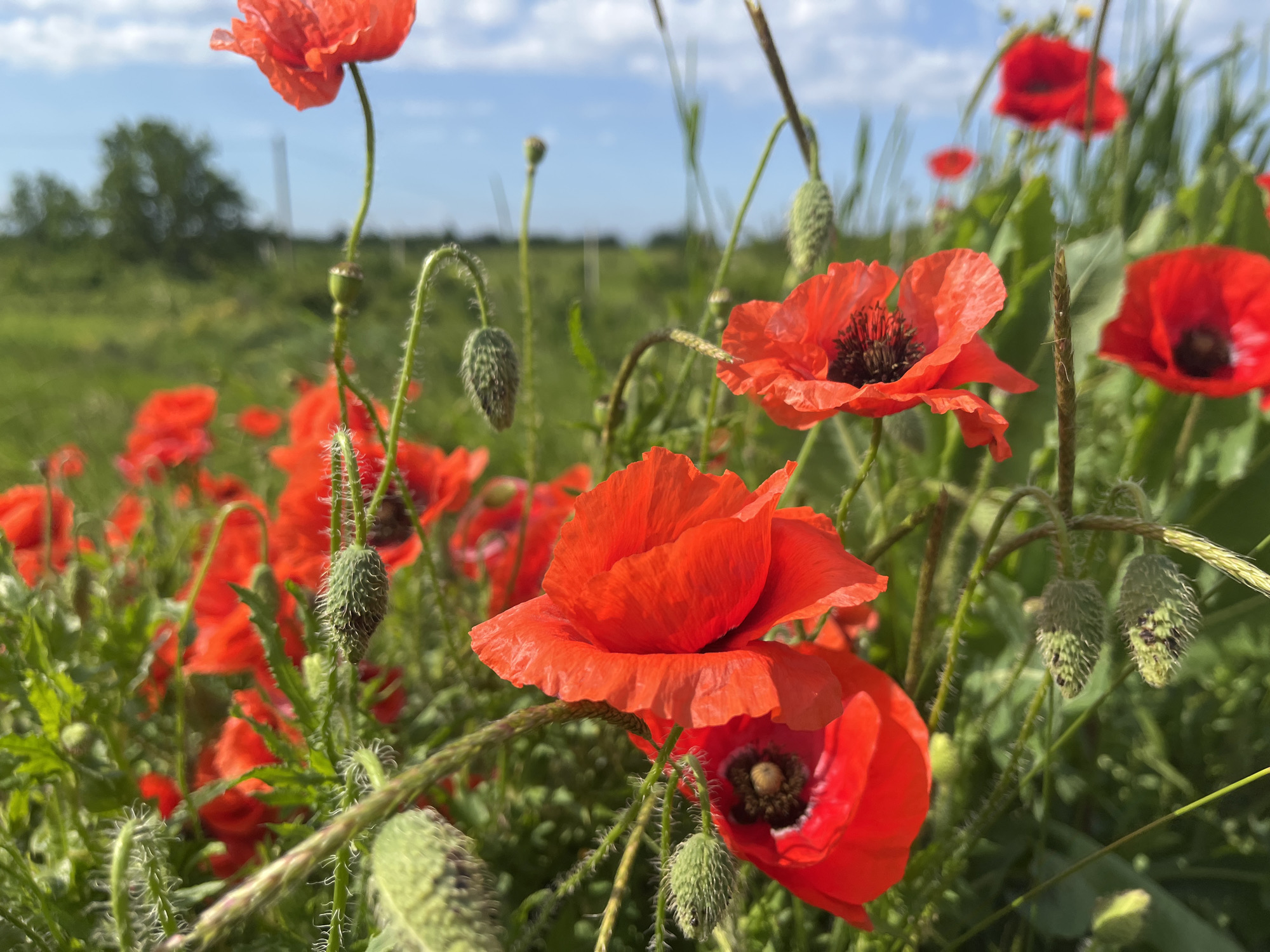 The image shows a field of red poppies in Chetuk, Russia. The poppies are in various stages of bloom, with some fully open and others still in bud. The background consists of green foliage, a tree, and a blue sky with scattered clouds. There are no people visible in the image. The focus is on the poppies in the foreground, with the background slightly blurred. The location is determined by the prompt request.