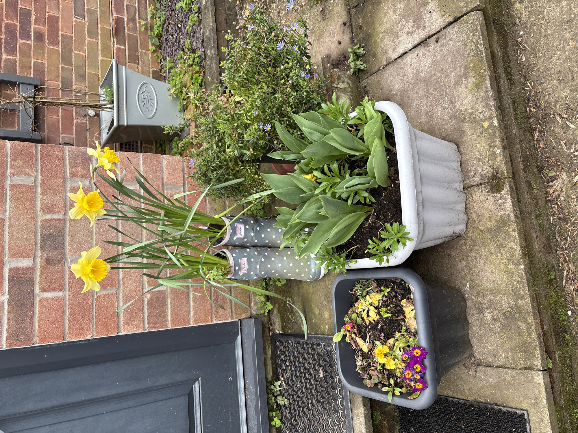 The image depicts a doorstep in Longden, United Kingdom, adorned with several potted plants. A pair of polka-dot wellington boots stand upright, serving as a unique vase for vibrant yellow daffodils. Adjacent to the boots is a larger white pot containing green foliage, possibly tulips. A smaller black pot holds a mix of yellow and purple pansies, some of which appear to be wilting. The doorstep is made of concrete slabs, and a black doormat lies near the doorway. The door itself is dark grey and slightly ajar. A brick wall forms the backdrop, with an additional grey pot attached to it. A variety of other plants and greenery are visible in the background, suggesting a well-tended garden. The overall scene conveys a spring-like, yet slightly unkempt, aesthetic.
