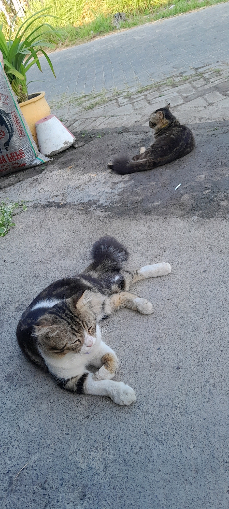 The image depicts two cats resting outdoors on a concrete surface. The cat in the foreground is a tabby with white markings, lying on its side with its paws tucked. Its eyes are partially closed, suggesting it is relaxed. The second cat, a darker tabby, is sitting upright in the background, facing away from the camera and looking to the right. The environment includes a paved walkway or road in the background with some greenery and a potted plant on the left side. A white and pink conical object and a bag are also visible near the potted plant. The overall impression is a snapshot of domestic animals in a typical urban or semi-urban outdoor setting, possibly a sidewalk or a roadside in Bendungan, Indonesia.