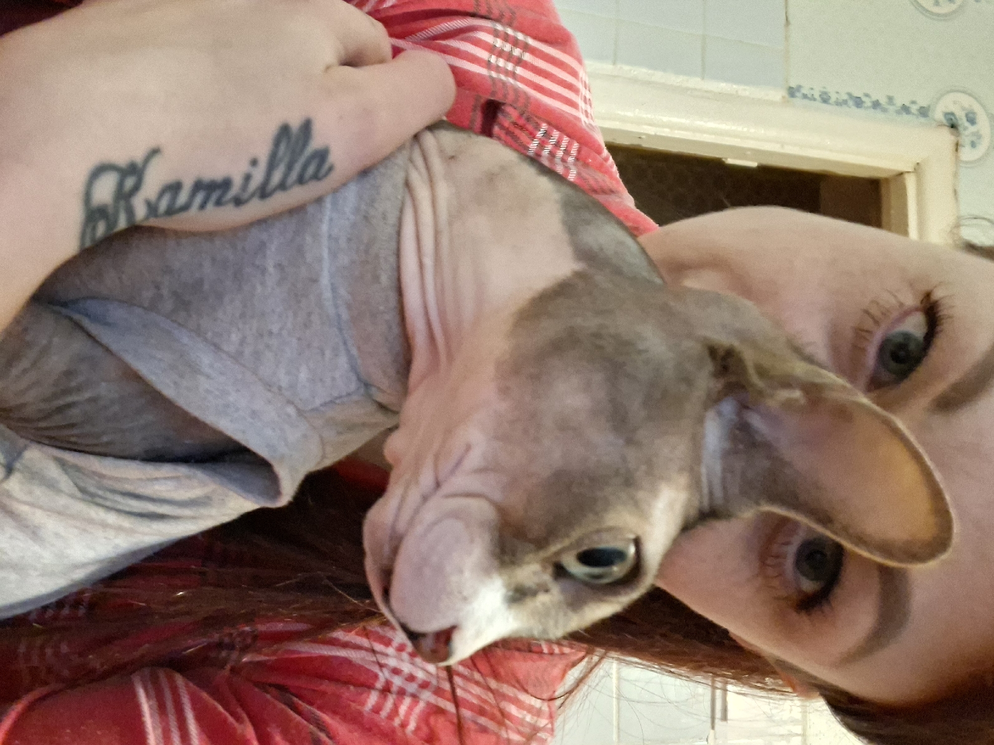 A medium shot shows a woman holding a Sphynx cat. The woman, with auburn hair, wears a red and white plaid shirt. Her left arm, resting on the cat, displays a black tattoo of the name "Kamilla" in cursive script. The cat, predominantly grey with patches of lighter skin, is wearing a light grey t-shirt. The background features a bathroom with light blue tiled walls and a partially visible doorway. The scene is consistent with an indoor residential setting, possibly in Забалоцкі сельскі Савет, Belarus.