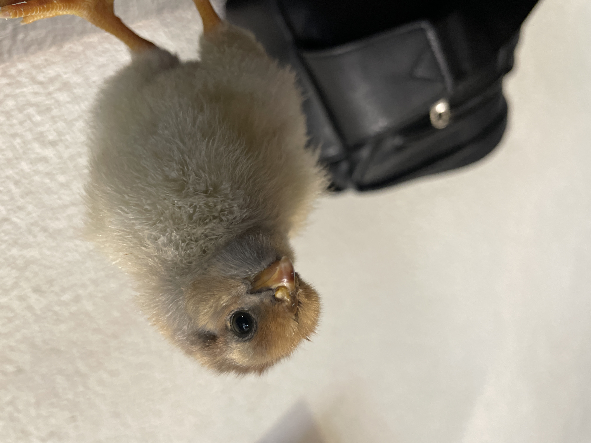 A chick is being held upside down in front of a black bag on a white surface. It is not possible to determine if the image was taken in Zlatograd, Bulgaria, or any other location.