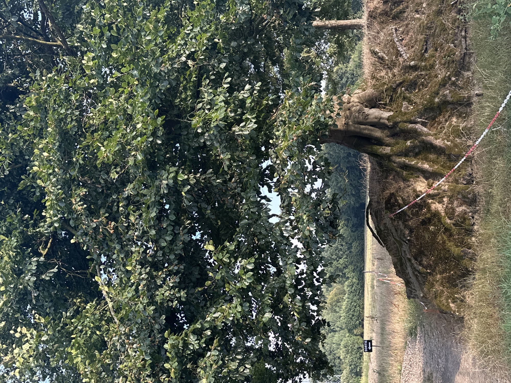 The image shows a large tree with exposed, moss-covered roots in Saint-Vaast-du-Val, France. The tree is situated on a raised embankment of earth and rock, with its roots sprawling across the surface. A red and white barrier tape runs along the embankment. To the left of the tree, a sign with an arrow points to the left and displays the word "SORTIE" (Exit). The background features a grassy field with a treeline in the distance. The lighting suggests it is daytime, likely late afternoon.