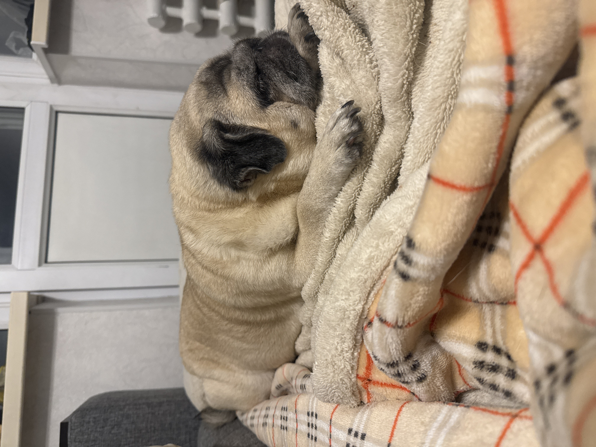 A fawn-colored pug dog is sleeping on a pile of soft blankets. The dog is lying on its side with its head resting on its paws. The blankets are a light cream color and have a plaid pattern in shades of orange, black, and white. The background of the image is blurred but appears to be an indoor setting, possibly a living room. There is a radiator visible on the right side of the image. The scene depicts a peaceful moment of rest for the dog.