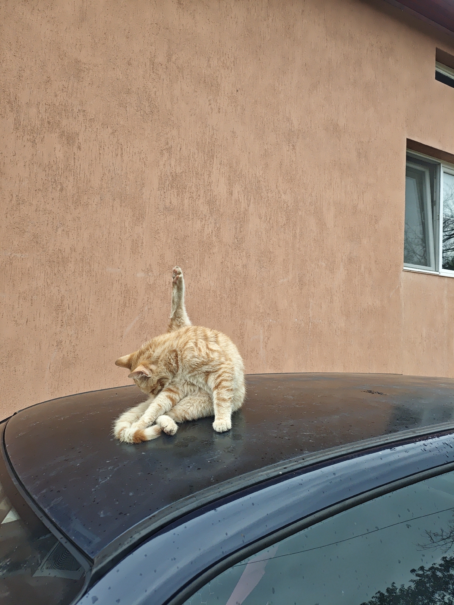 An orange tabby cat is captured mid-grooming on the dark roof of a car. The cat, with distinct striped markings, is focused downwards, likely licking its fur, while its right hind leg is extended straight up into the air, showcasing the soft paw pads. Water droplets are visible across the car's surface, suggesting recent rain or dew.
In the background, a building with an earthy-toned (peach or light brown), textured stucco wall rises. To the right, a white-framed window reflects what appears to be bare tree branches against a bright sky, hinting at an outdoor setting. A dark roofline is visible above the window. The overall lighting suggests it is daytime. No people or visible text are present in the image. The scene conveys a moment of typical feline behavior in an ordinary, possibly residential, environment.