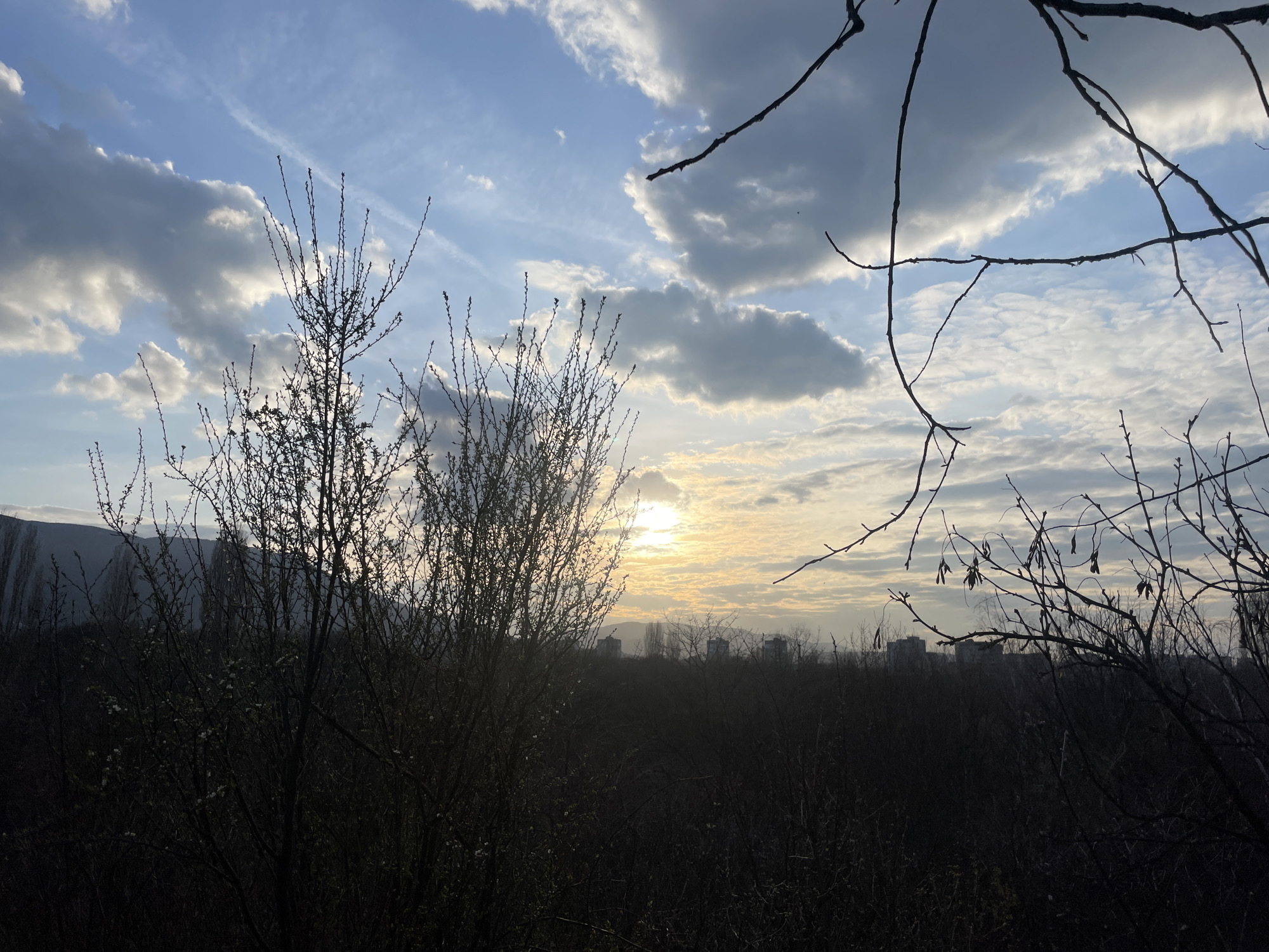 The image displays an outdoor landscape captured during either sunrise or sunset, presenting a view from an elevated position overlooking a city. The upper two-thirds of the frame consist of a partially cloudy sky, featuring a clear blue background interspersed with scattered white and grey cumulus clouds. The sun is low on the horizon, centrally located towards the right, appearing partially obscured by clouds and emitting a warm, diffused yellowish light. A faint contrail is discernible in the upper-left sky quadrant.
The foreground is occupied by a dense arrangement of deciduous trees and bushes, all appearing as dark silhouettes against the brighter sky. These plants are largely devoid of leaves, suggesting late winter or early spring conditions. Bare branches extend into the upper corners of the frame. One specific bush in the mid-left foreground exhibits small, light-colored buds or initial blossoms. No people, animals, or explicit actions are observed.
In the midground, directly beneath the sun's glow, several multi-story urban buildings are visible as dark silhouettes, forming a city skyline. Further in the background, to the left of the urban structures, the dark, undulating silhouette of a mountain range, consistent with Vitosha Mountain, is present. The scene is located within or on the immediate outskirts of Sofia, Bulgaria.